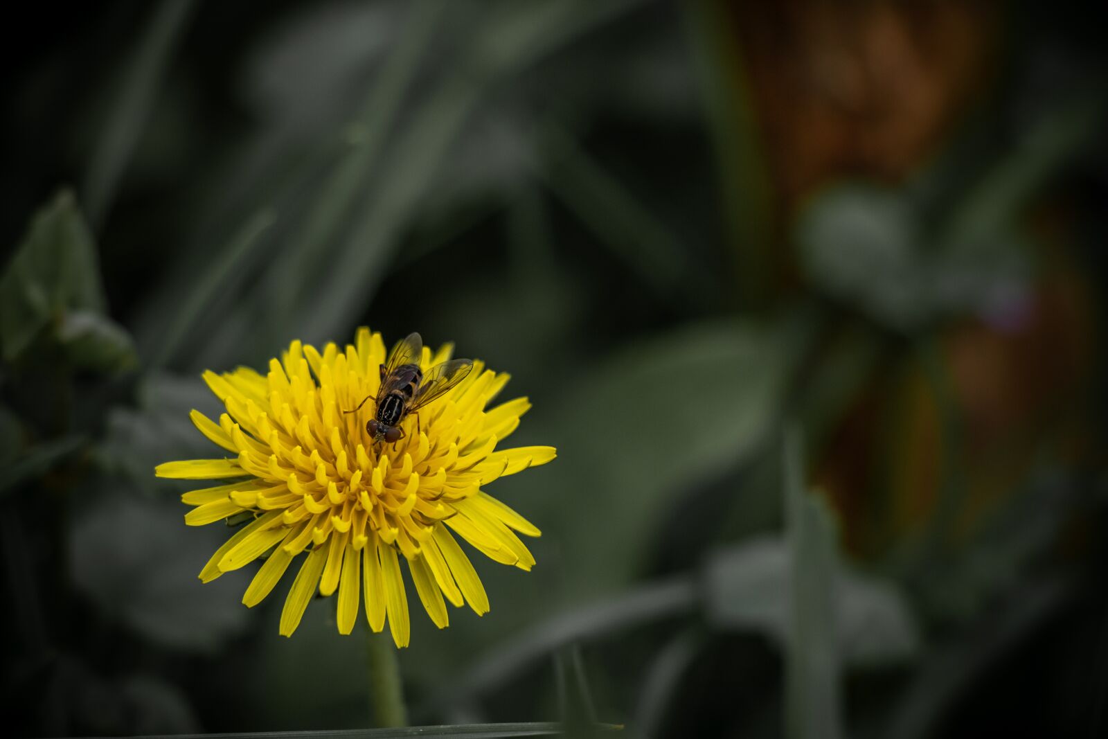 Canon EF-S 18-135mm F3.5-5.6 IS USM sample photo. Bee, dandelion, flower photography