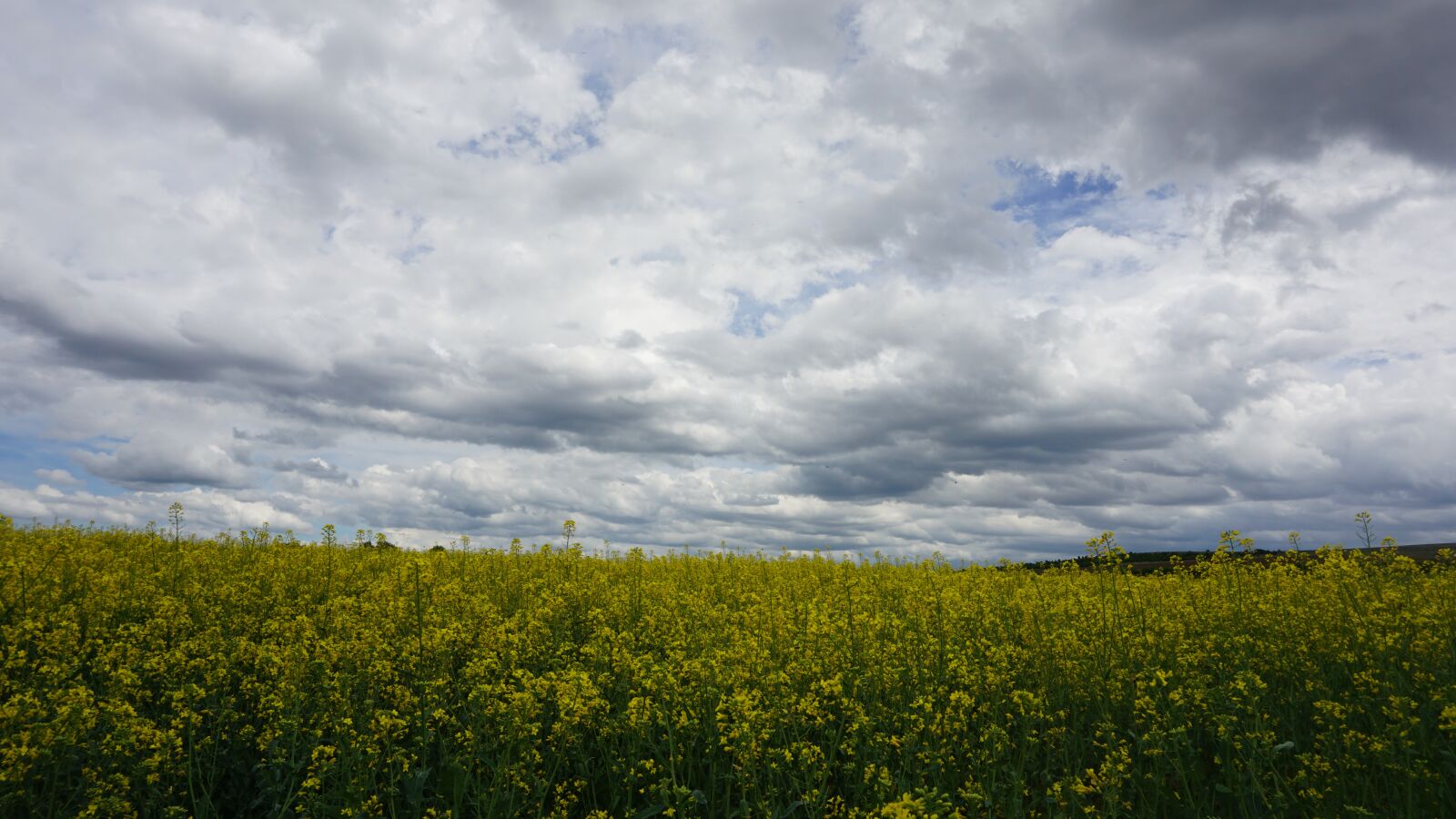 Sony E 16-50mm F3.5-5.6 PZ OSS sample photo. Nature, yellow, blue photography