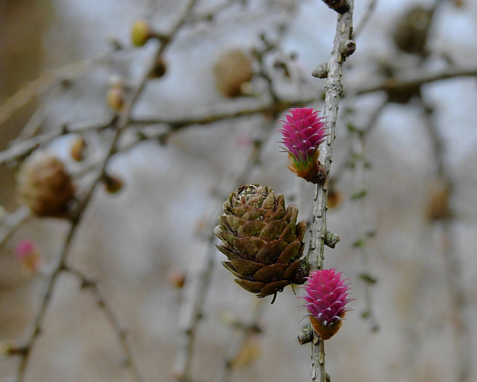 Nikon Coolpix P900 sample photo. Cones, spring, flowering photography