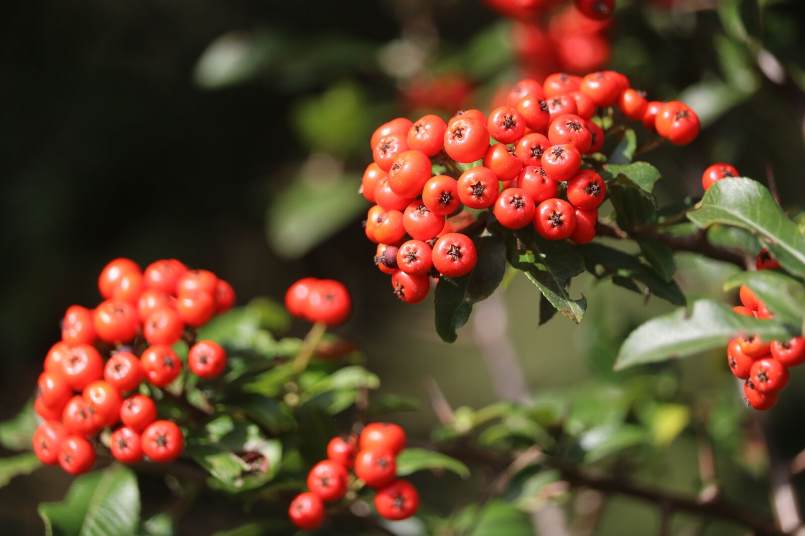 Canon EOS 750D (EOS Rebel T6i / EOS Kiss X8i) sample photo. Red, fruit, hawthorn photography