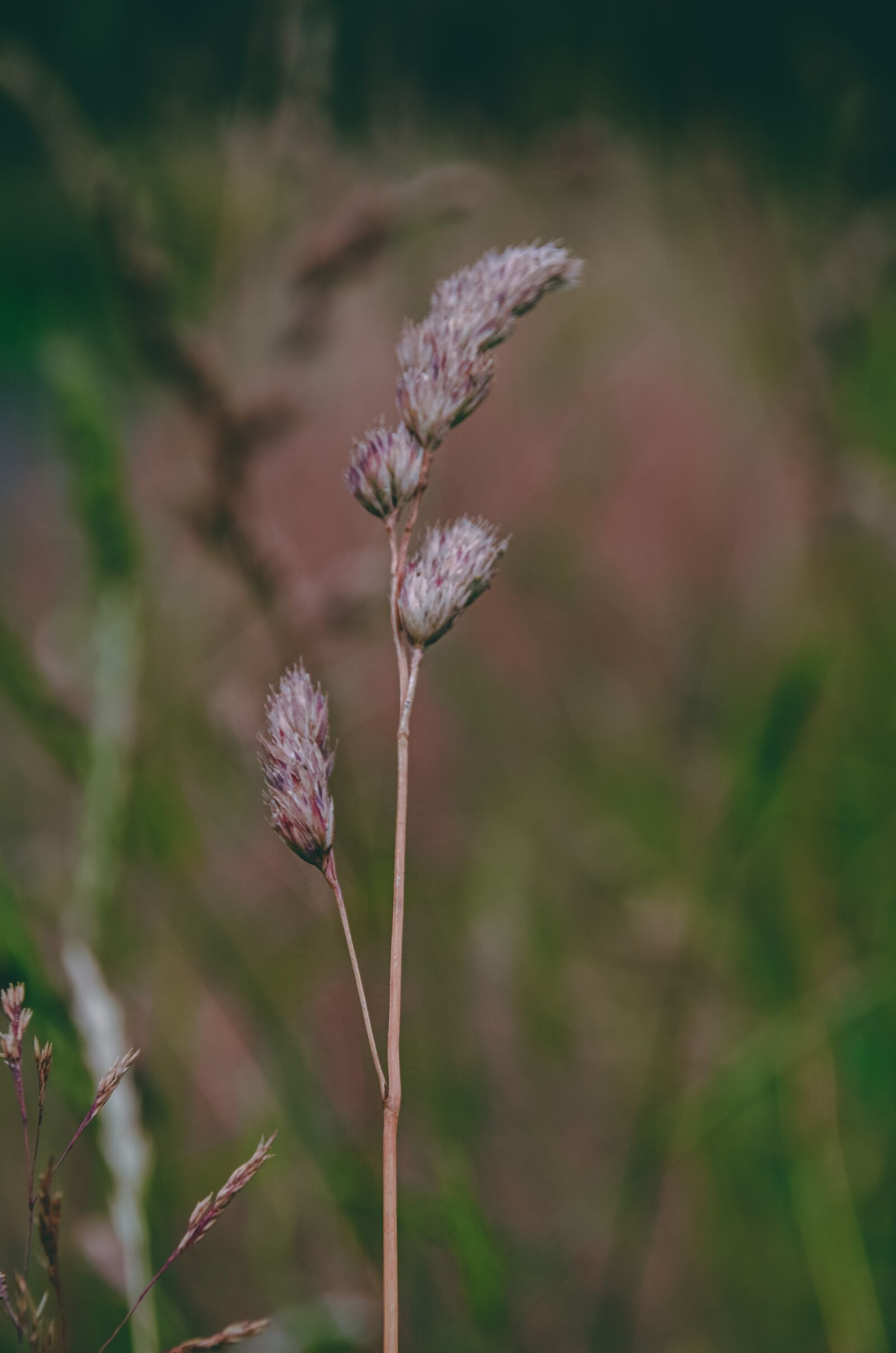 Nikon D5100 sample photo. Grain, meadow, cereals photography