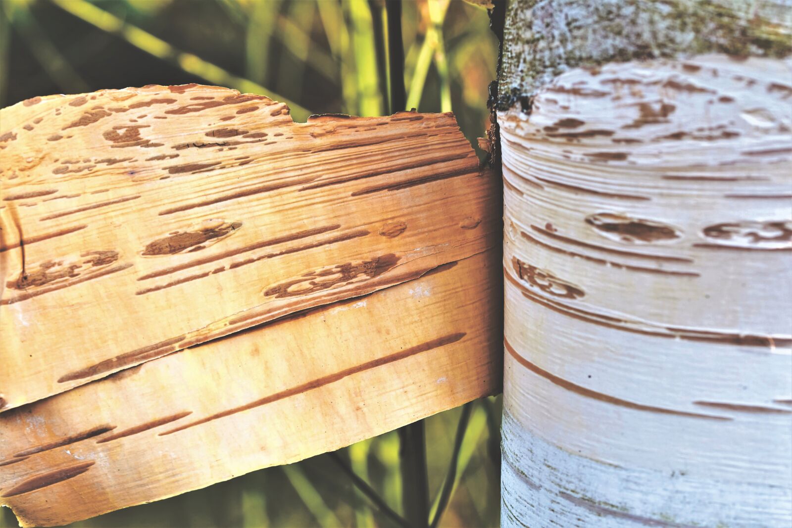 Nikon D7200 sample photo. Schälbirke, birch, bark photography