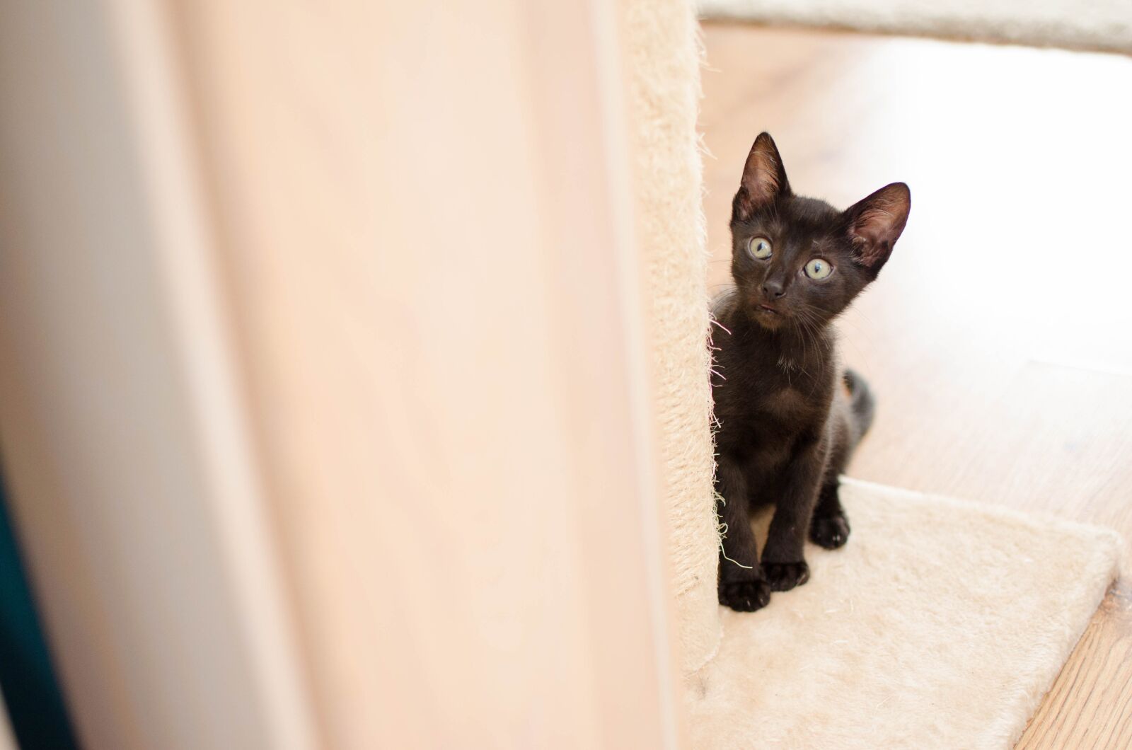 Nikon D7000 sample photo. Cat, domestic cat, dachowiec photography