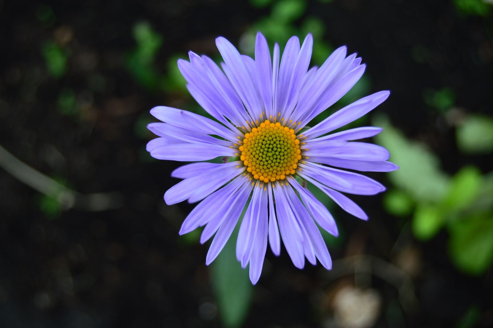 Nikon D3200 sample photo. Violet, flora, spring photography