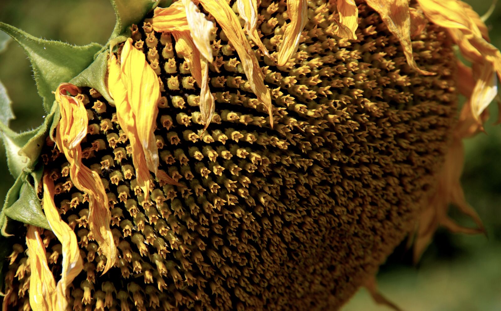 Canon EOS 500D (EOS Rebel T1i / EOS Kiss X3) sample photo. Sunflower, flowers, yellow photography