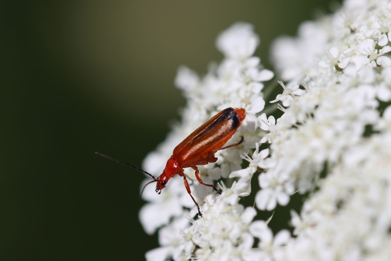 Canon EOS 90D sample photo. Beetle, umbel, white photography