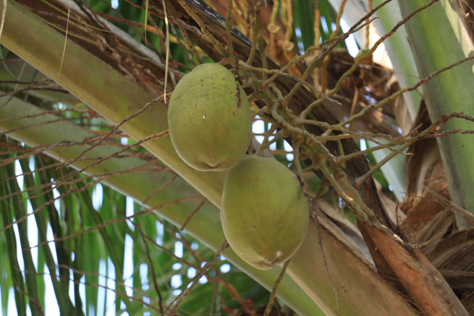 Canon EOS 250D (EOS Rebel SL3 / EOS Kiss X10 / EOS 200D II) sample photo. Coconut, palm, kerala photography
