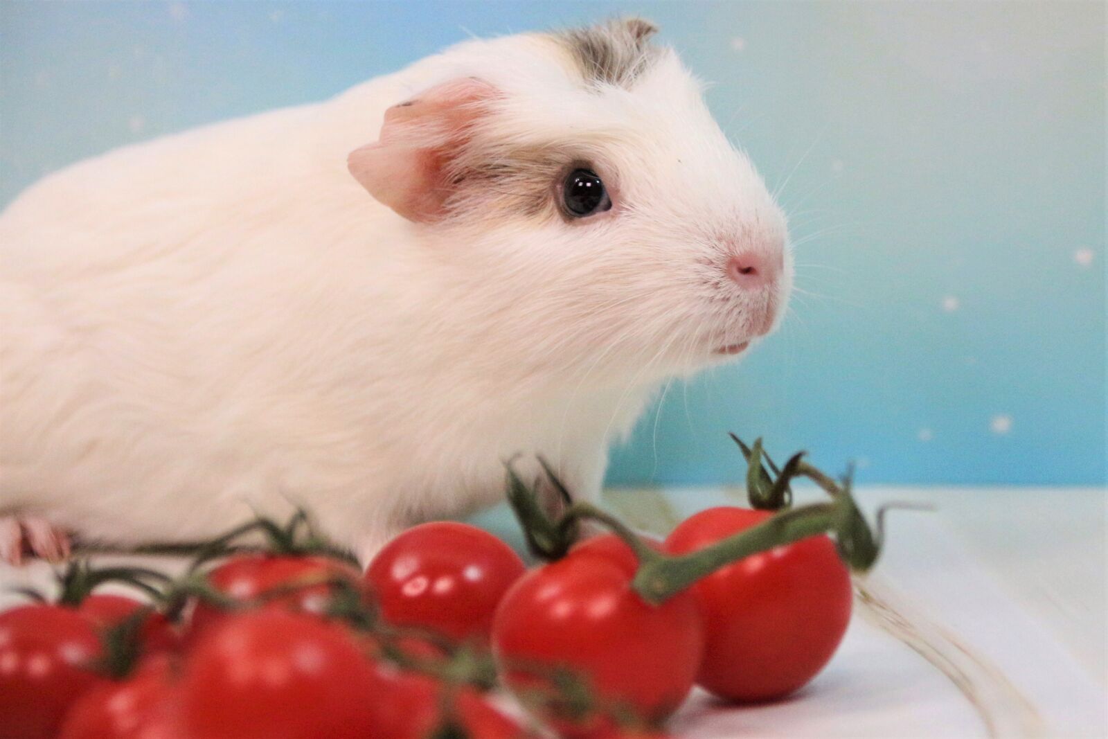 Canon EOS 700D (EOS Rebel T5i / EOS Kiss X7i) sample photo. Guinea pig, sweet, nager photography