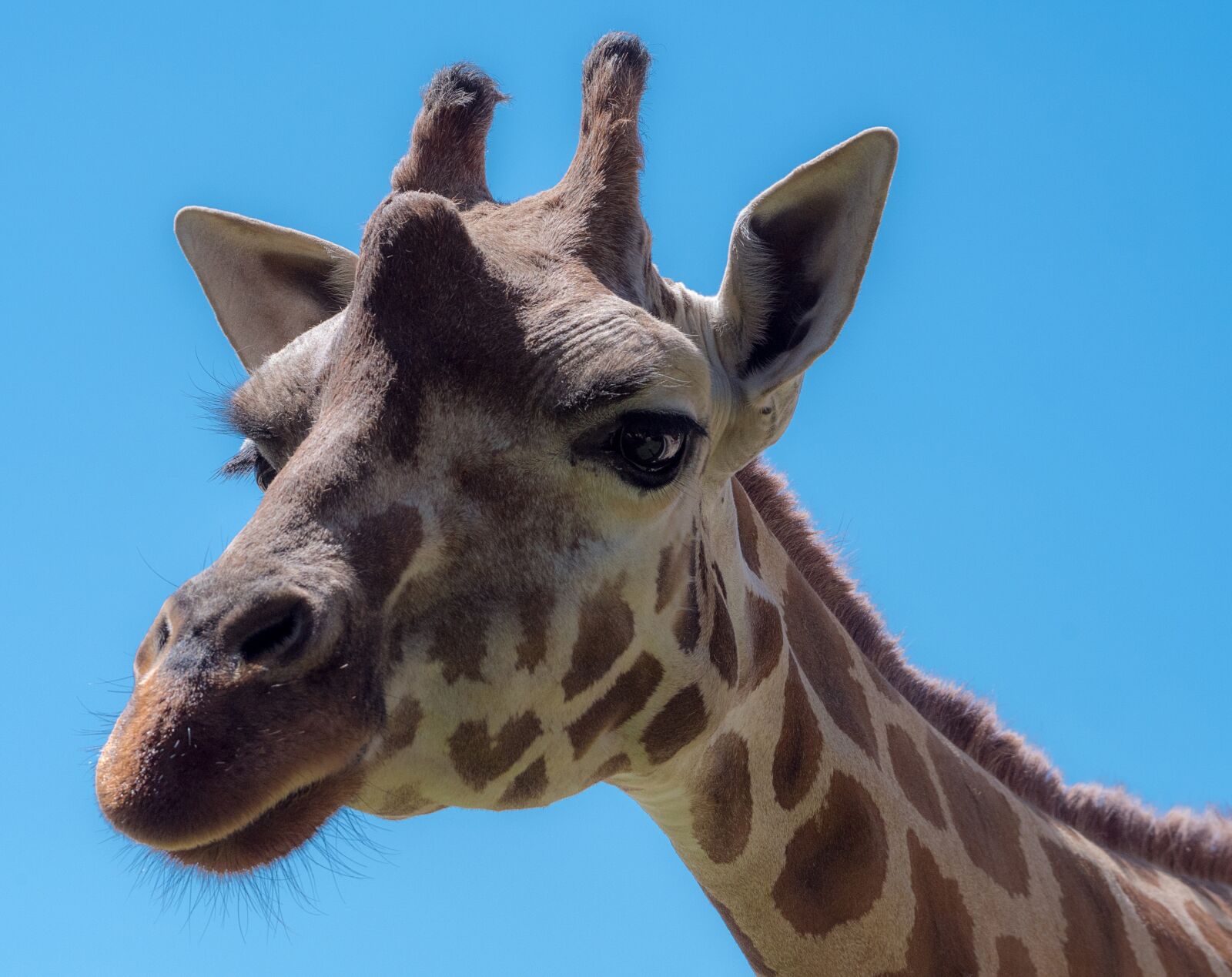 Panasonic Lumix DMC-GX8 sample photo. Giraffe, animal, safari photography