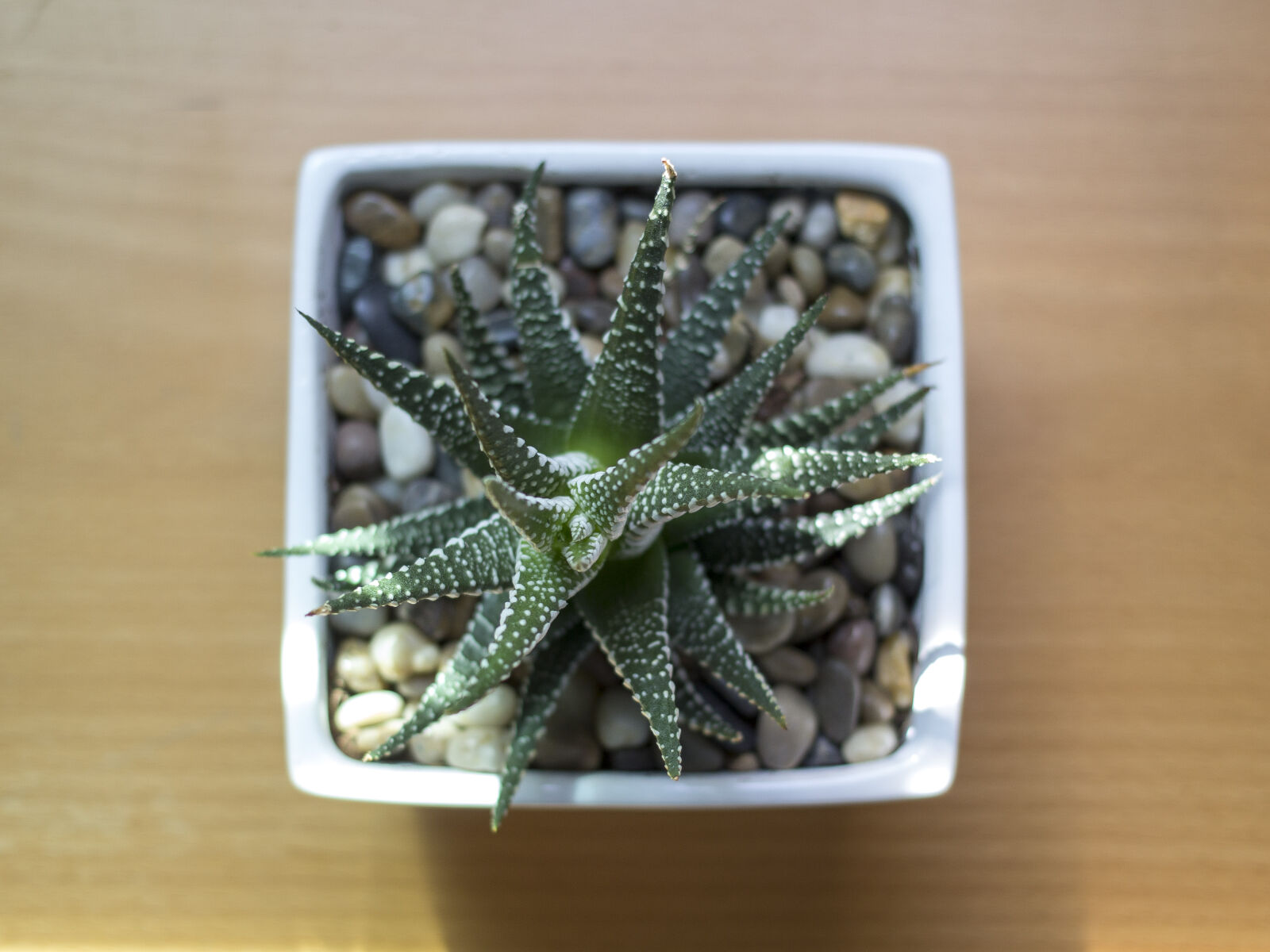 Canon EOS 60D + Canon EF 40mm F2.8 STM sample photo. Cactus, on, white, pot photography