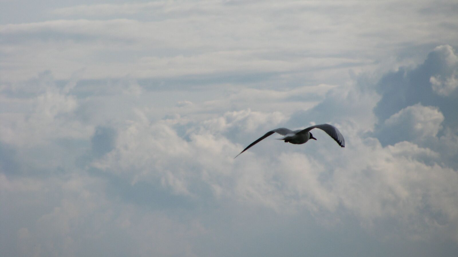 Canon POWERSHOT SX100 IS sample photo. Bird, sky, flight photography