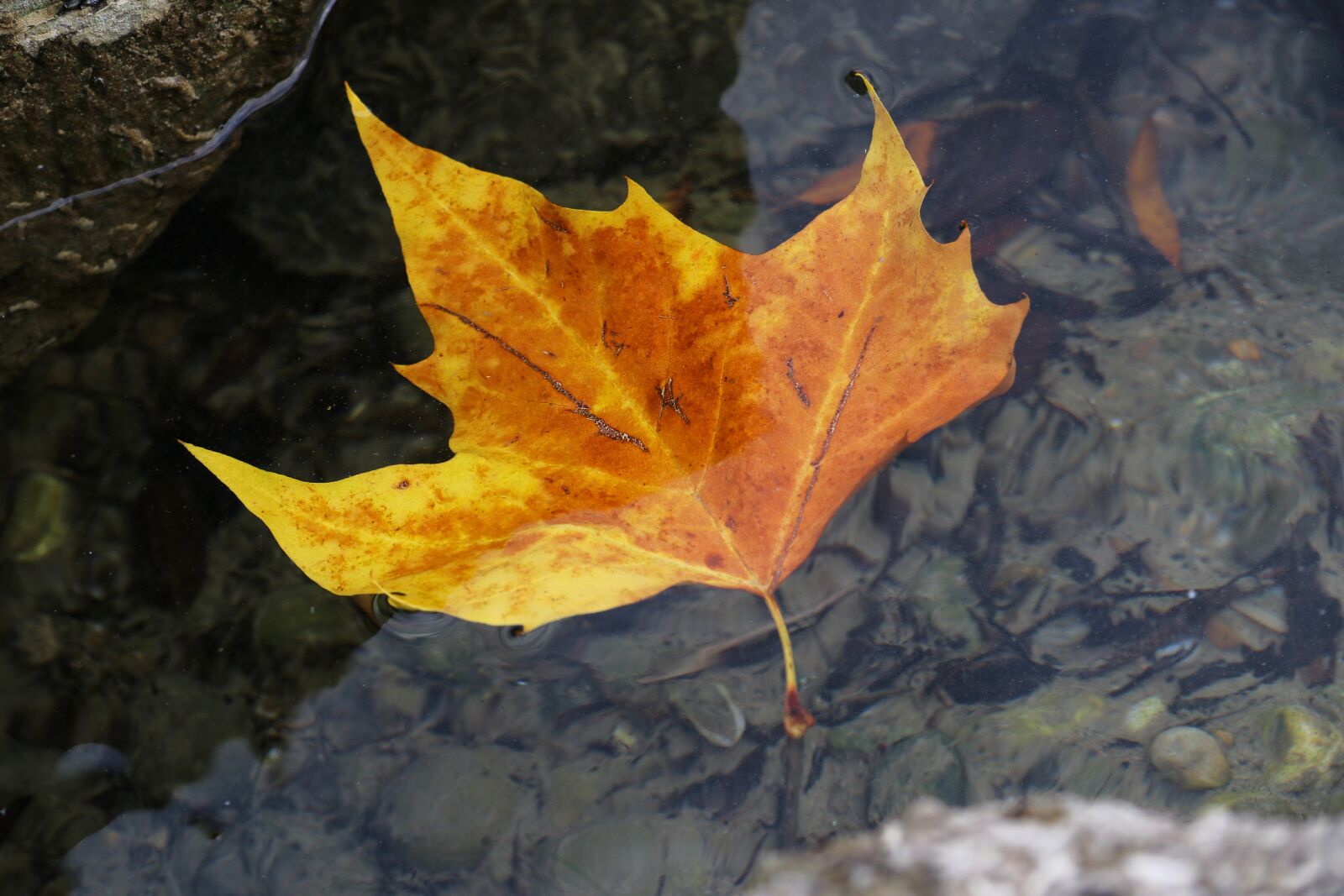 Canon EOS 80D sample photo. Leaf, autumn, wet photography