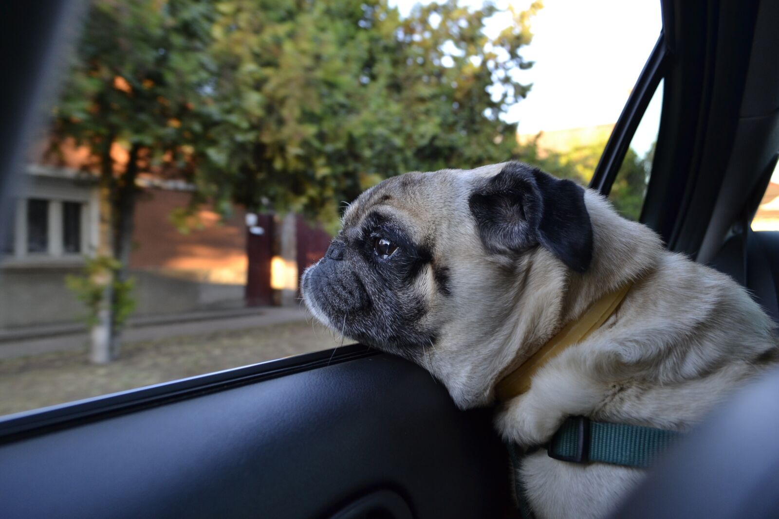 Nikon D3100 sample photo. Dog, pug, car shop photography