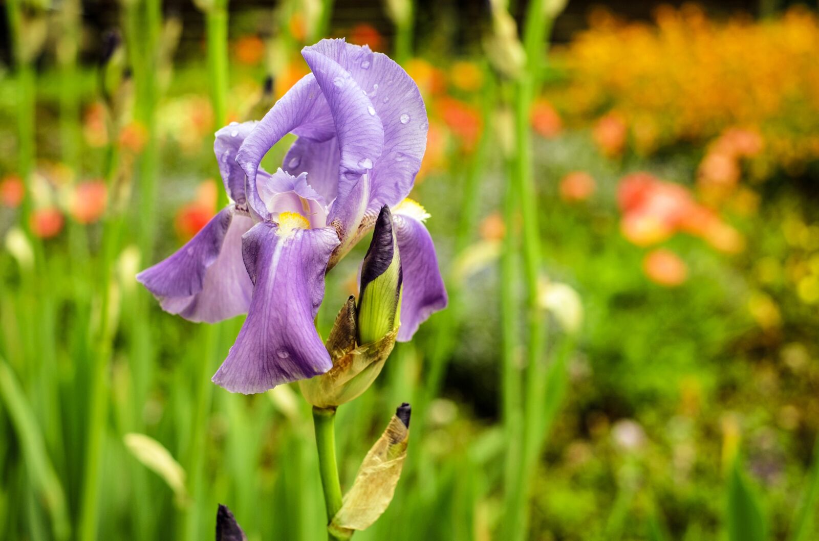 Fujifilm X-T10 + Fujifilm XF 35mm F1.4 R sample photo. Iris, flower, blossom photography