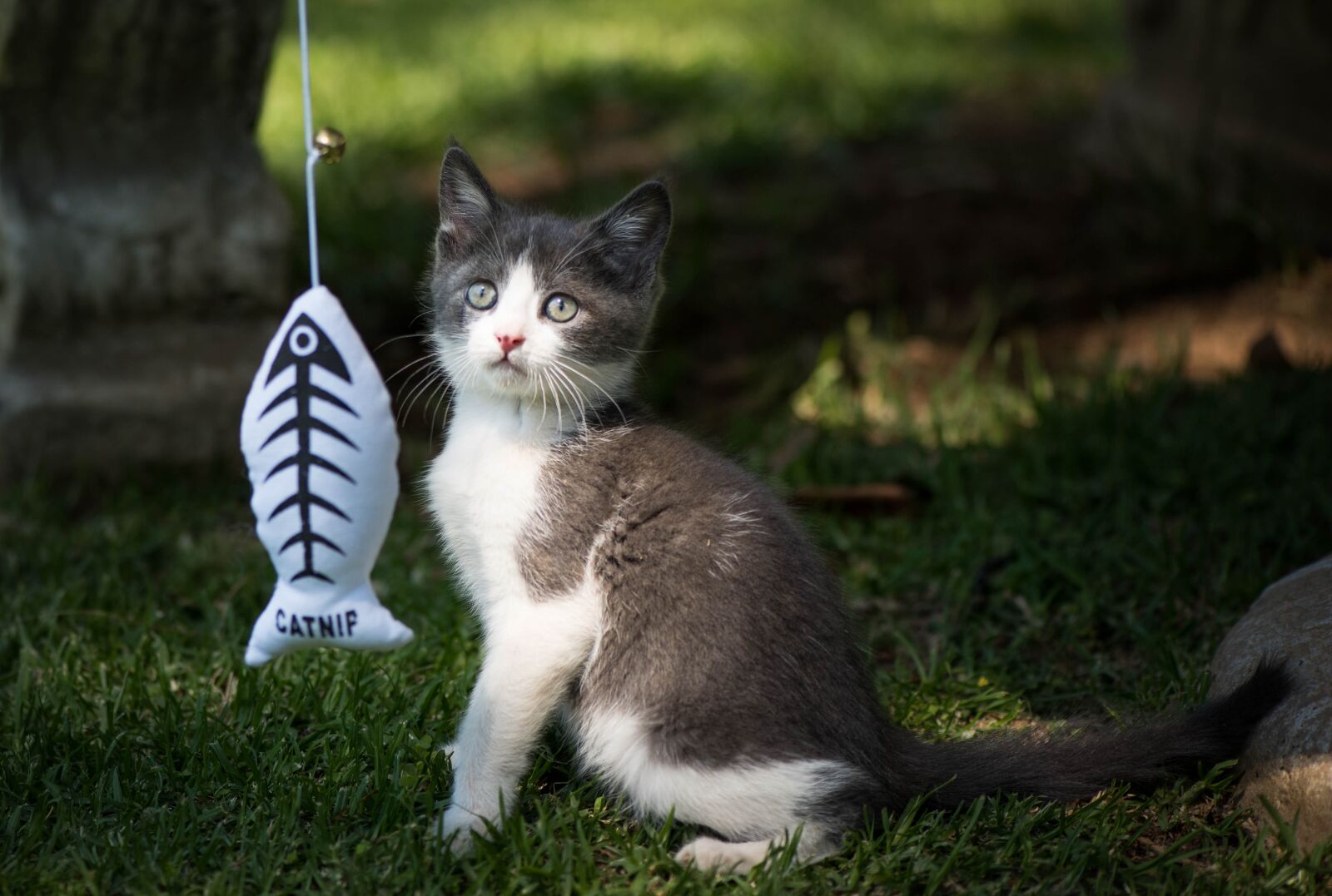 Nikon D750 sample photo. Kitten, toys, playful photography