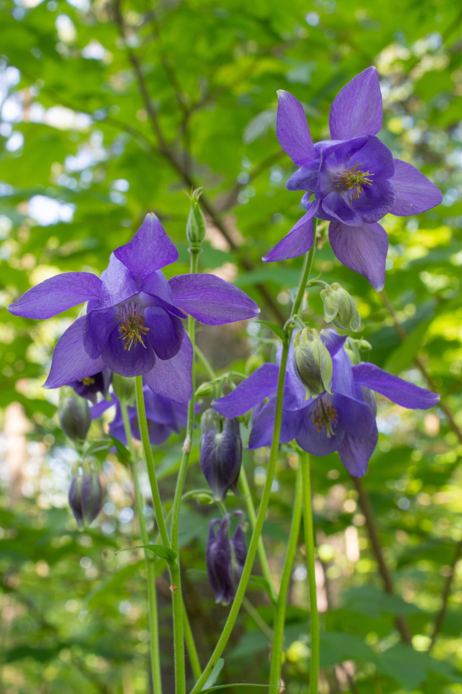Nikon D7200 sample photo. Columbine general, flower, purple photography