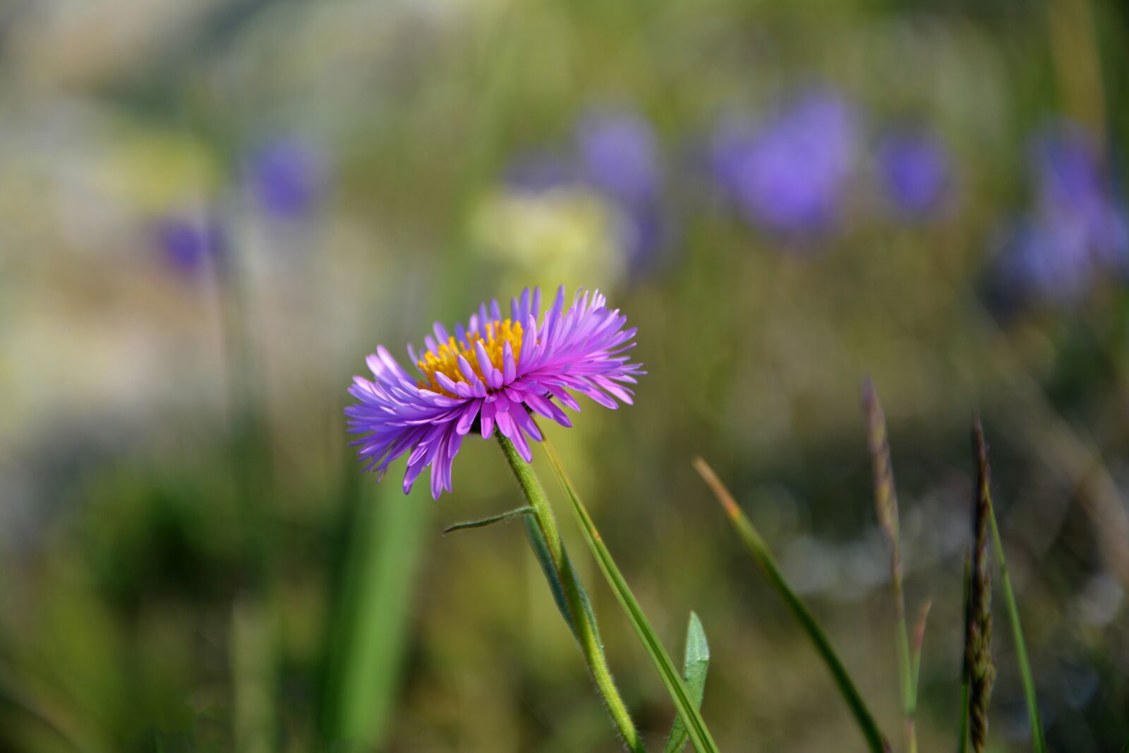 Nikon D7100 sample photo. Flower, nature, macro photography