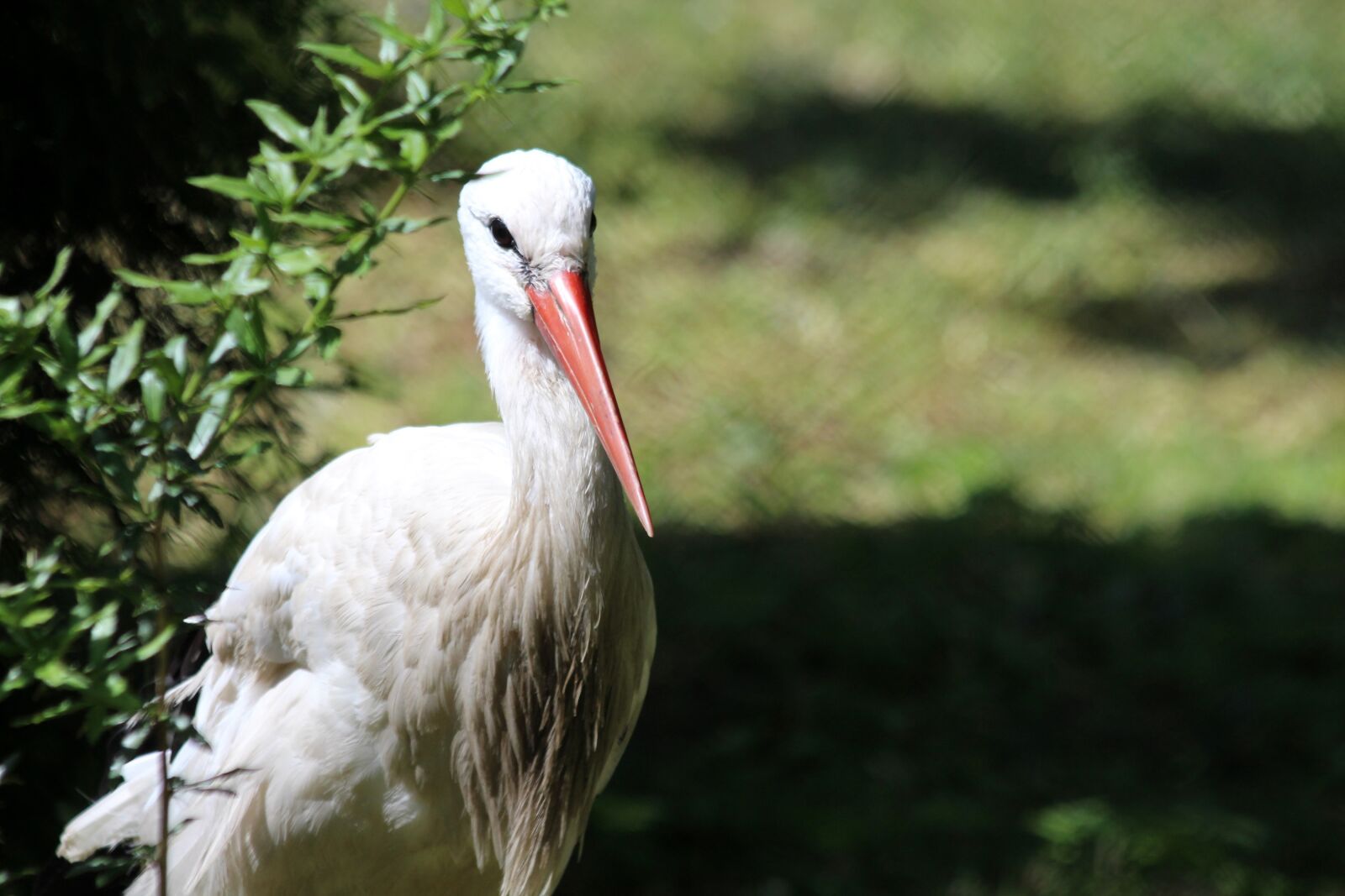 Canon EOS 650D (EOS Rebel T4i / EOS Kiss X6i) sample photo. Stork, white stork, bird photography