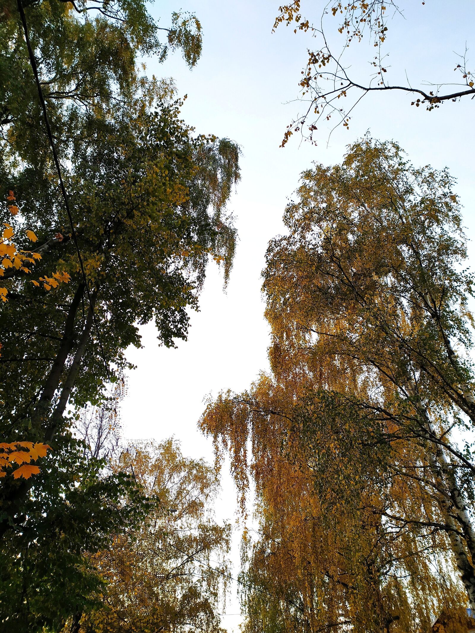 Xiaomi Redmi Note 8T sample photo. Russia, trees, high photography