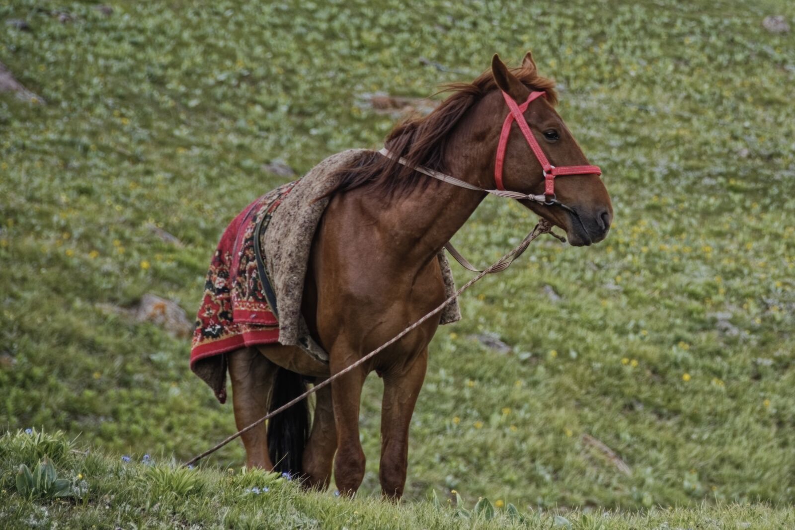 Nikon D500 sample photo. Horse, animal, nature photography