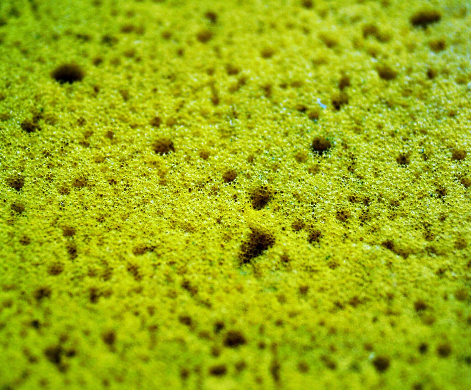 Olympus E-300 (EVOLT E-300) sample photo. Accessory, bath, bath sponge photography