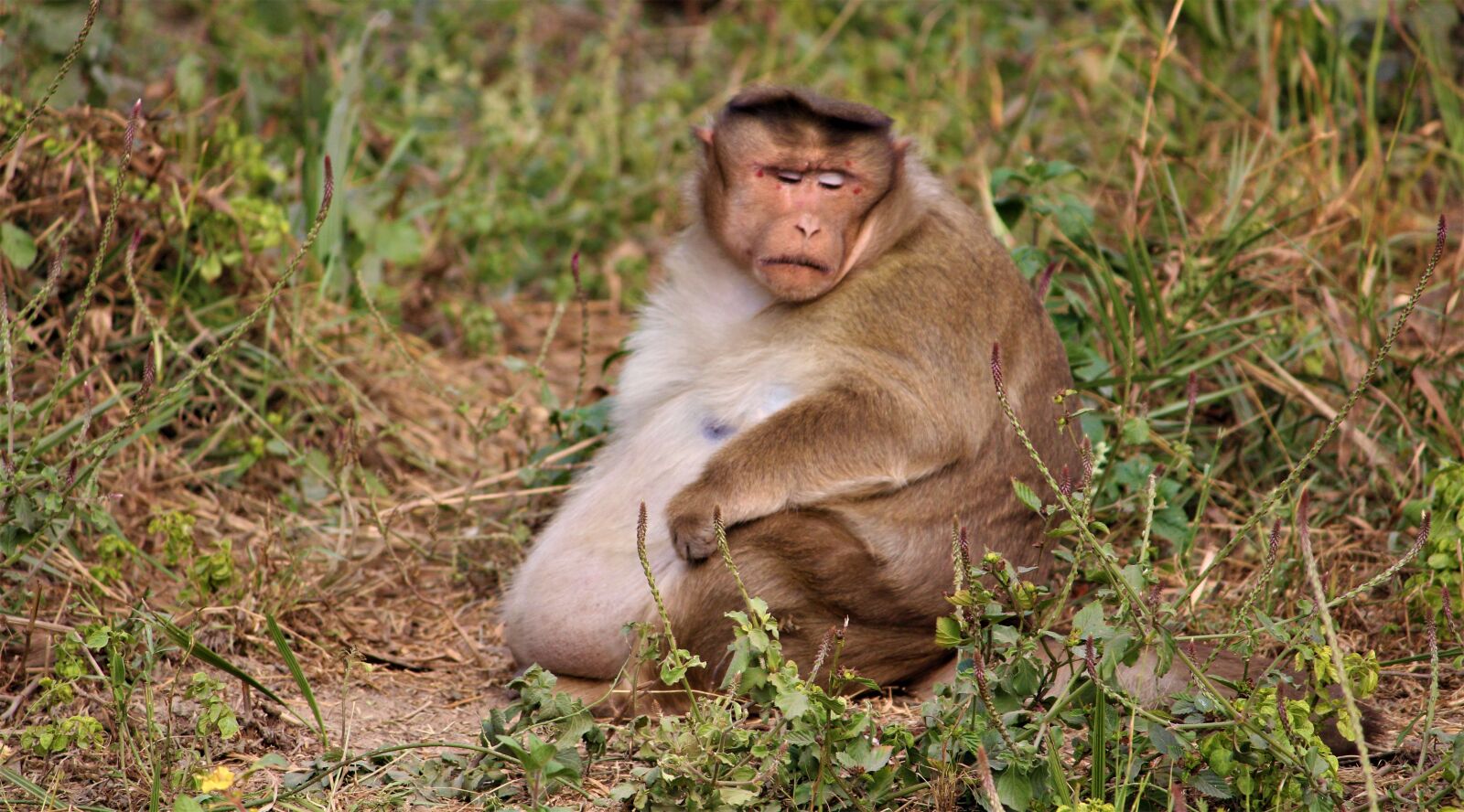 Canon EOS 1200D (EOS Rebel T5 / EOS Kiss X70 / EOS Hi) sample photo. Monkey, fat, animal photography