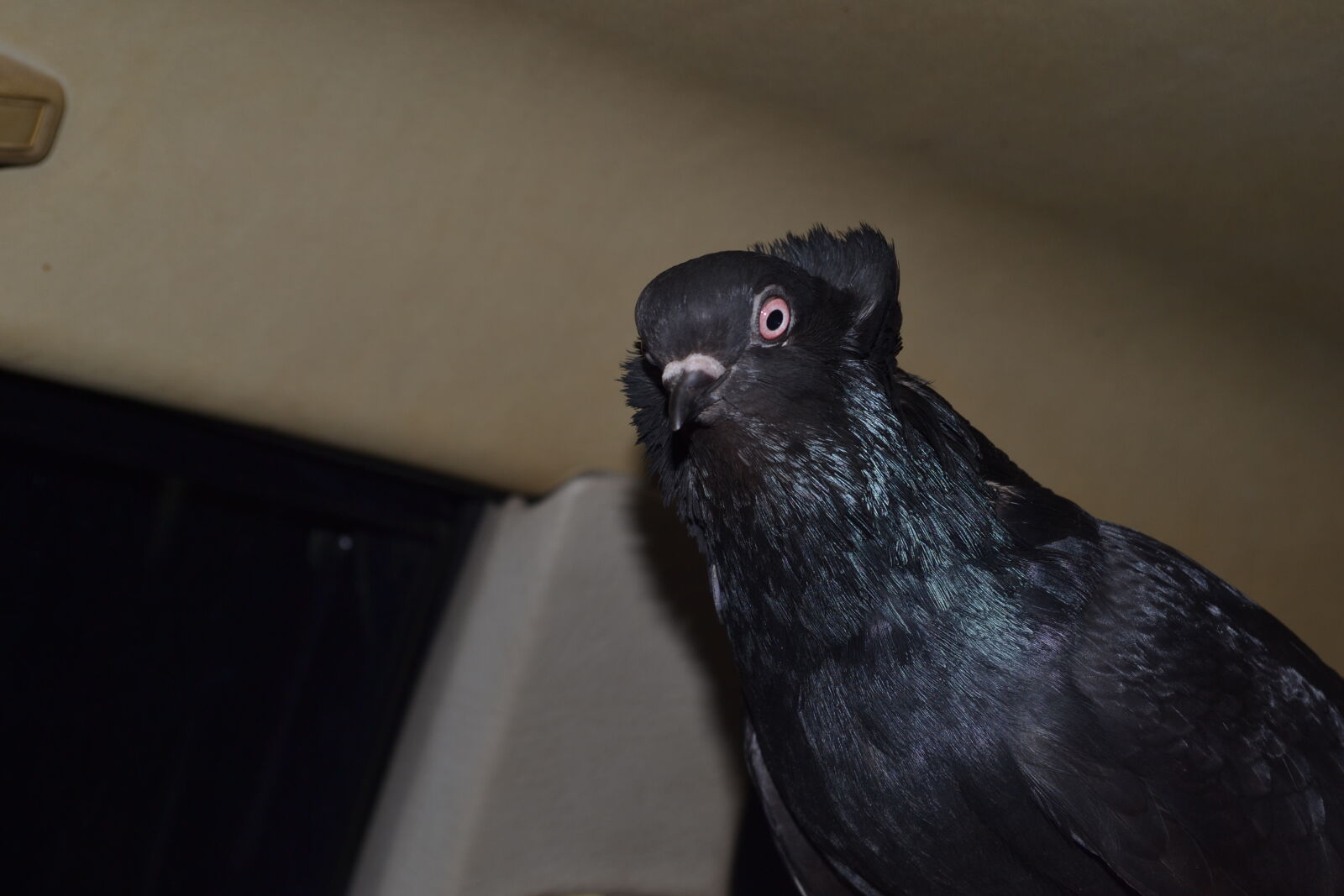 Nikon D3100 sample photo. Pigeon photography