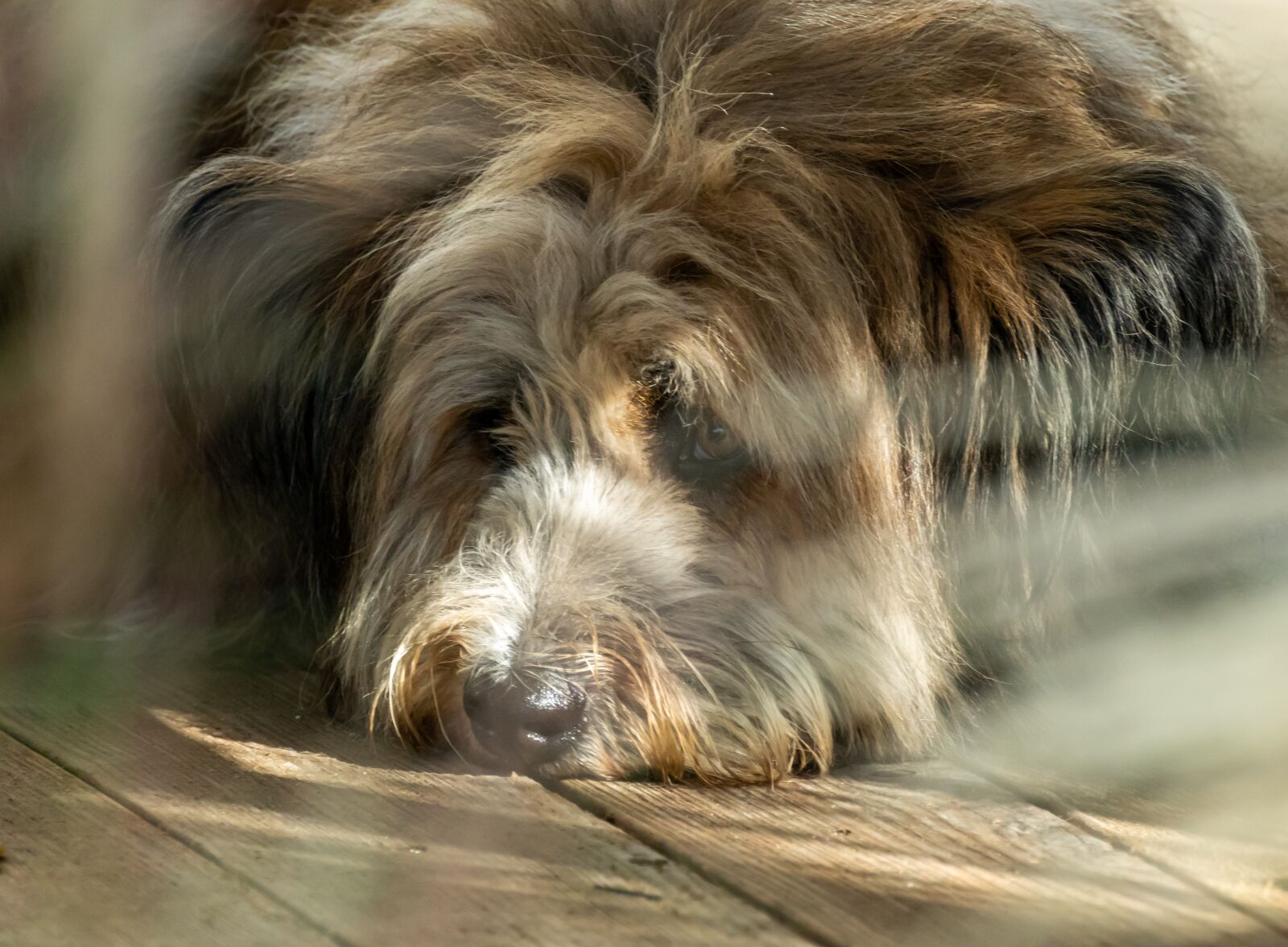 Canon EOS 200D (EOS Rebel SL2 / EOS Kiss X9) sample photo. Dog, large, fur photography