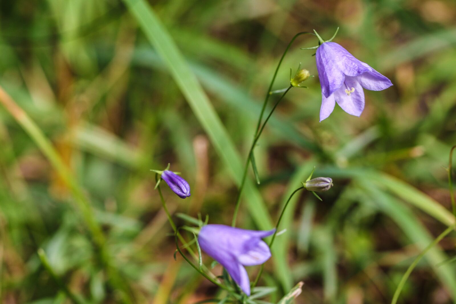 Canon EOS 7D Mark II sample photo. Bluebell, wildflower, bellflower photography