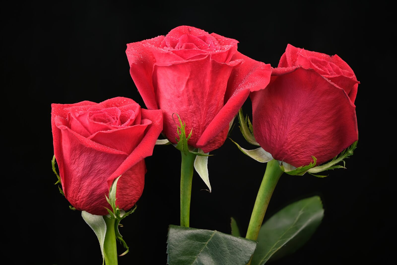 Fujifilm XF 80mm F2.8 R LM OIS WR Macro sample photo. Flowers, roses, pink photography
