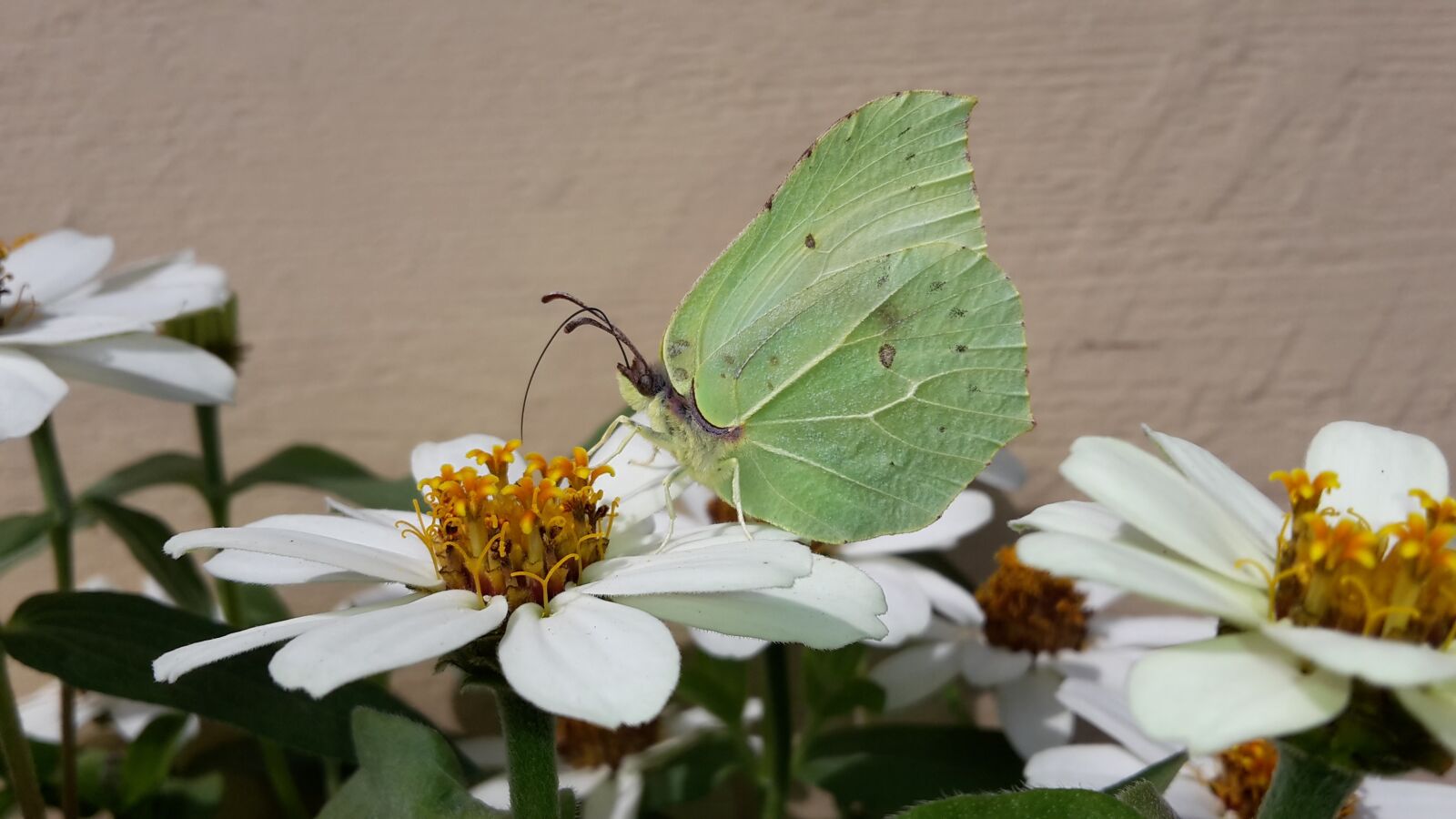 Samsung Galaxy S5 Mini sample photo. Gonepteryx rhamni, butterfly, zinnias photography