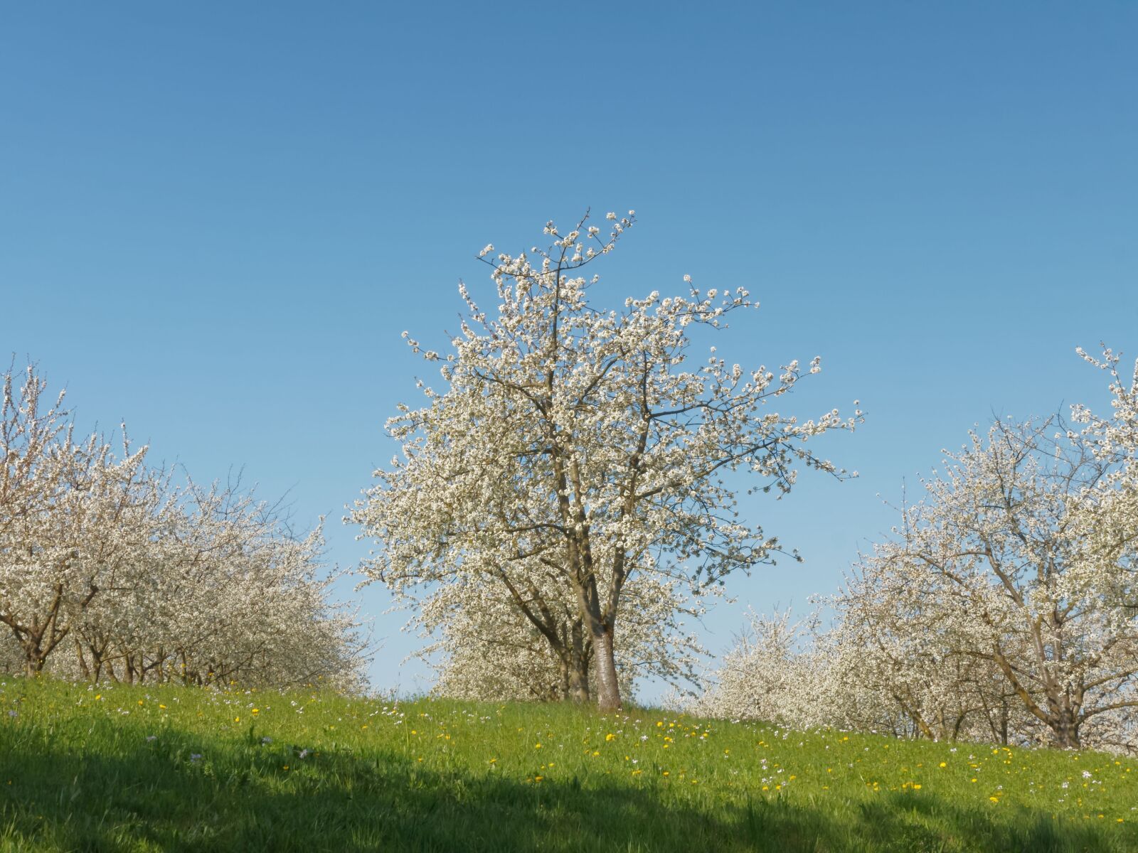 Olympus OM-D E-M1 + Olympus M.Zuiko Digital ED 12-40mm F2.8 Pro sample photo. Cherry blossoms, spring, flowering photography
