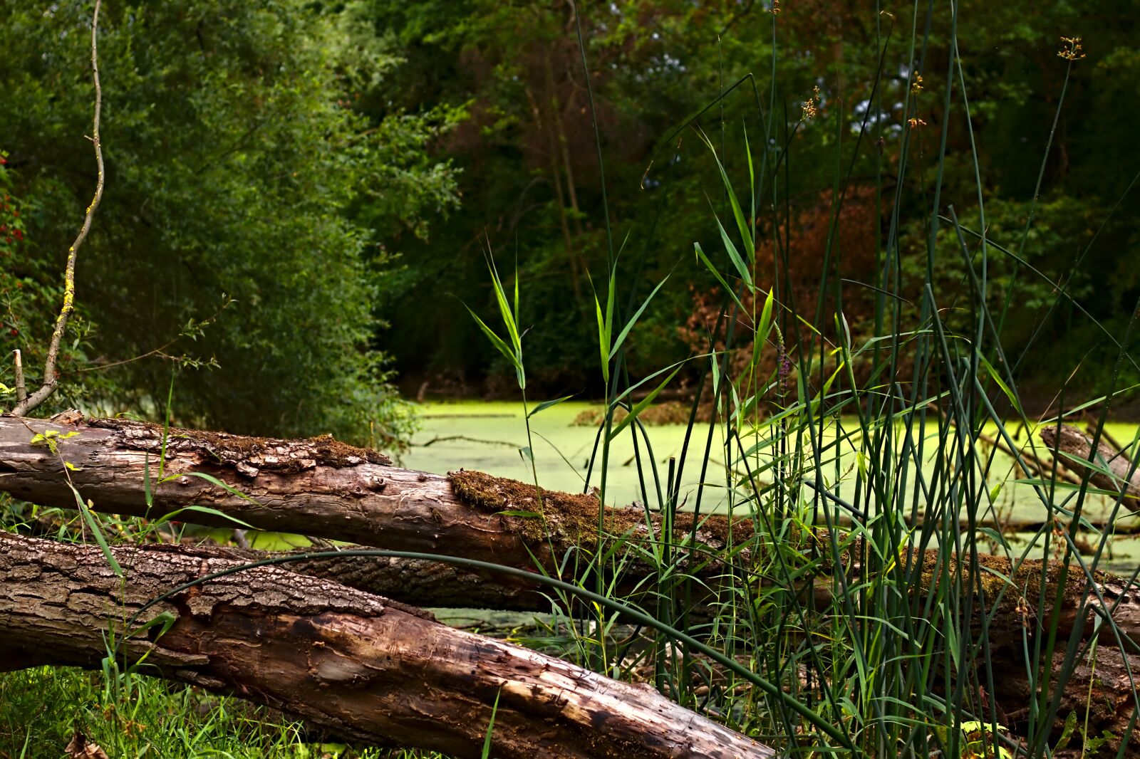Canon EOS 800D (EOS Rebel T7i / EOS Kiss X9i) + Canon EF 50mm F1.8 STM sample photo. Tree, wood, reed photography