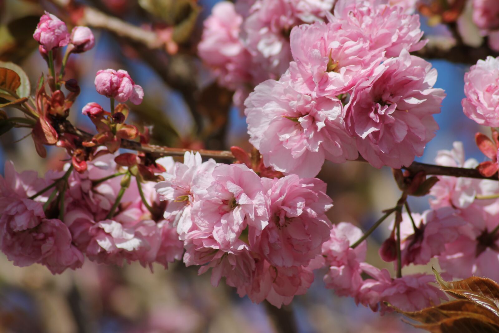 Canon EOS 1100D (EOS Rebel T3 / EOS Kiss X50) sample photo. Flowers, spring, pink photography