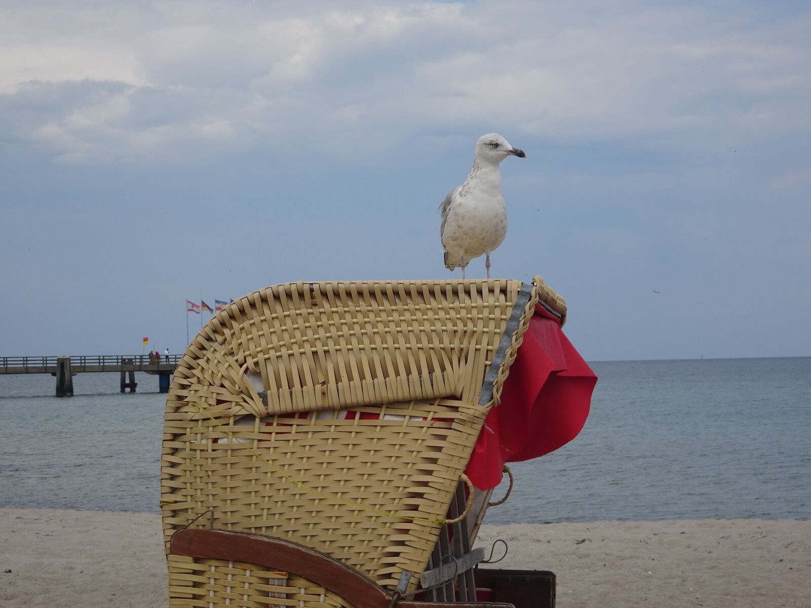 Sony Cyber-shot DSC-WX500 sample photo. Gull, animal, bird photography