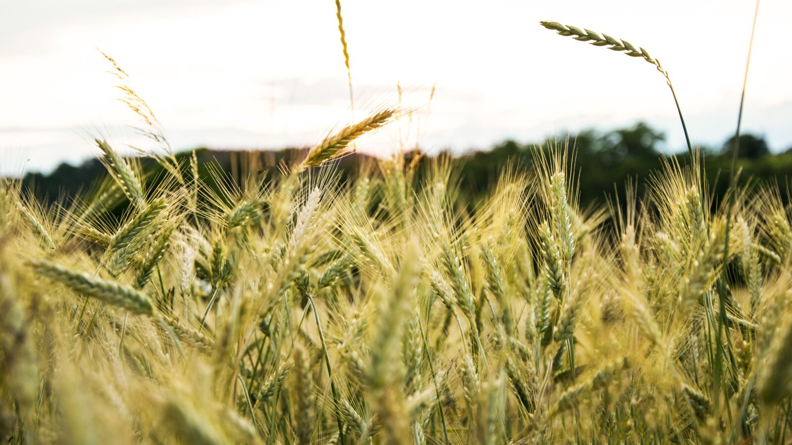 Nikon D3300 sample photo. Field, grain, sky photography