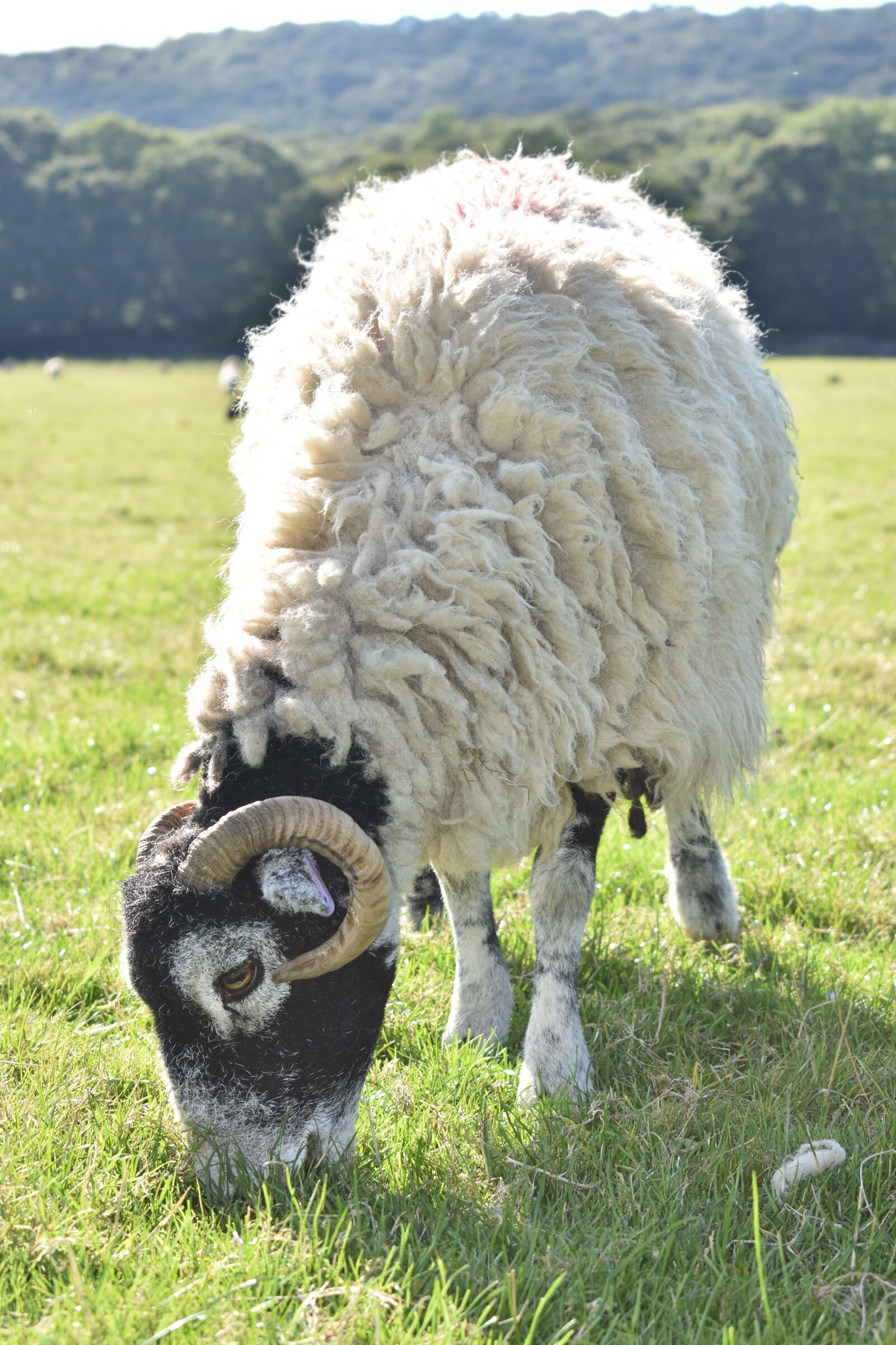 Nikon D3400 sample photo. Sheep, lake district, grazing photography