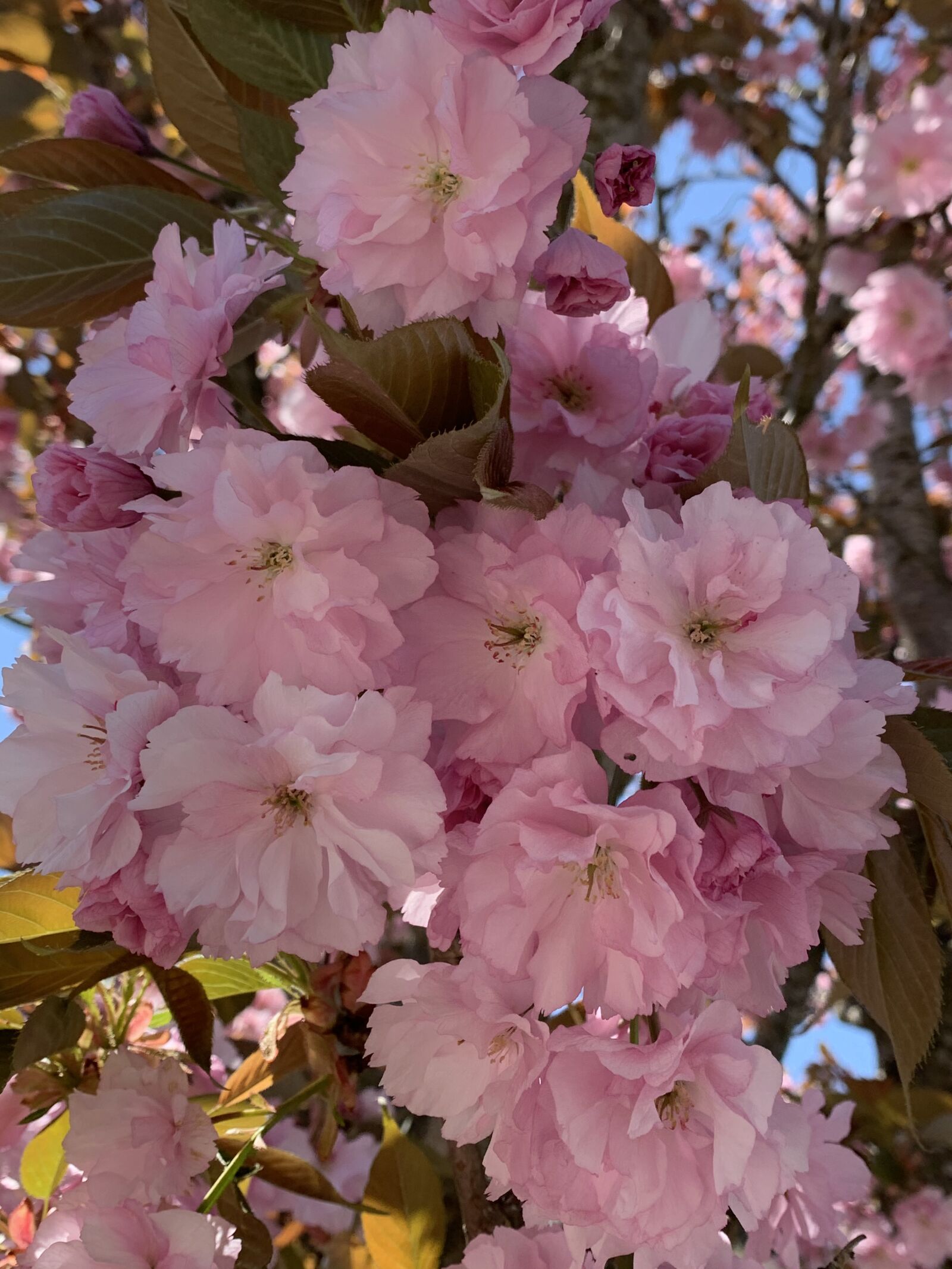 Apple iPhone XR sample photo. Pink flowers, nature, garden photography