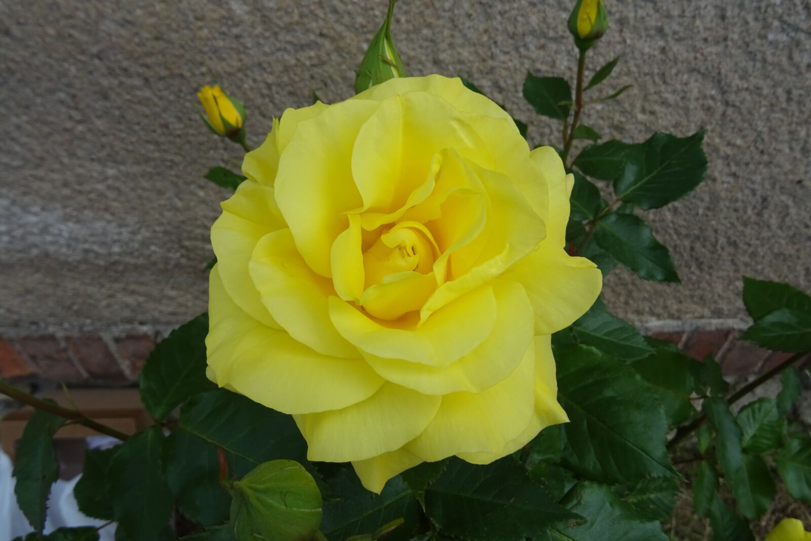 Sony DSC-HX60 sample photo. Rose, flower, rose flower photography
