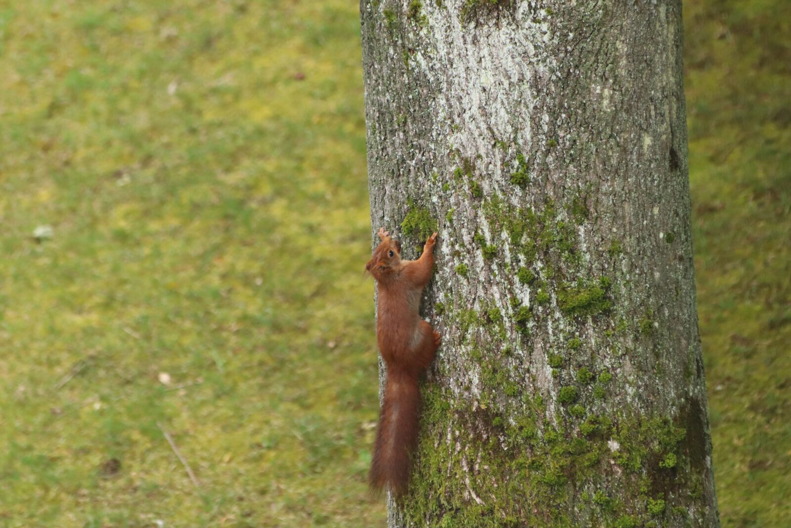 Canon EOS 250D (EOS Rebel SL3 / EOS Kiss X10 / EOS 200D II) sample photo. Squirrel, animal, tree photography