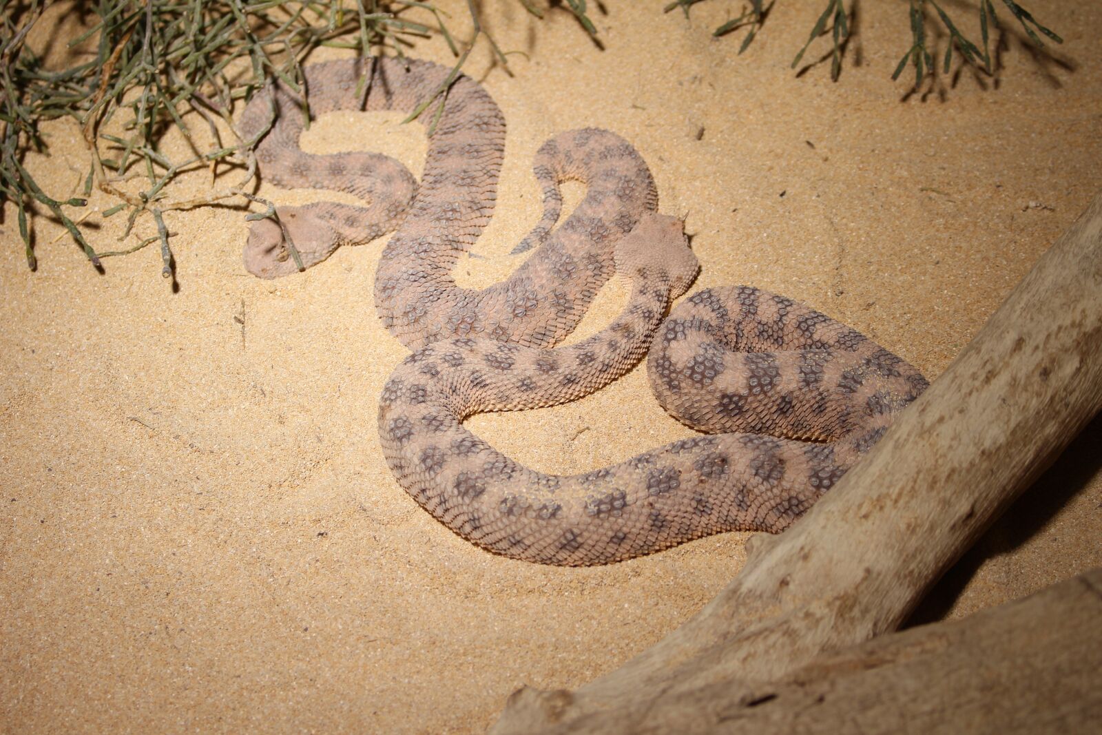 Canon EOS 700D (EOS Rebel T5i / EOS Kiss X7i) sample photo. Horn viper, snake, close photography