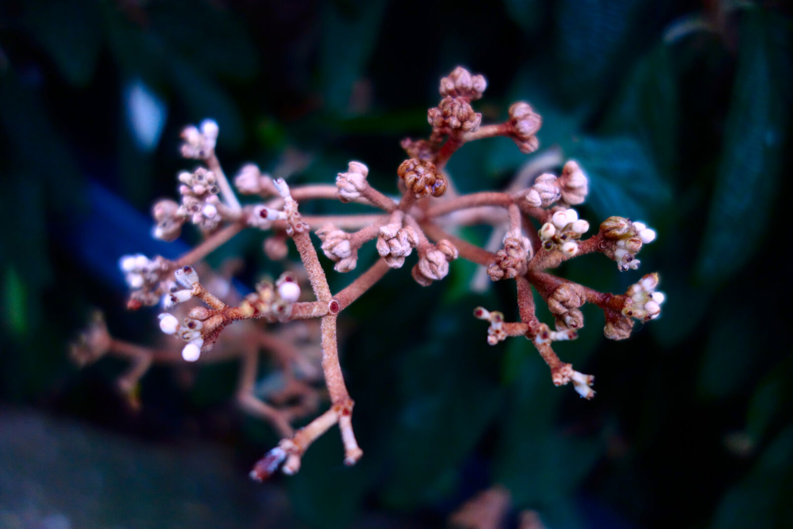 Sony Cyber-shot DSC-RX100 sample photo