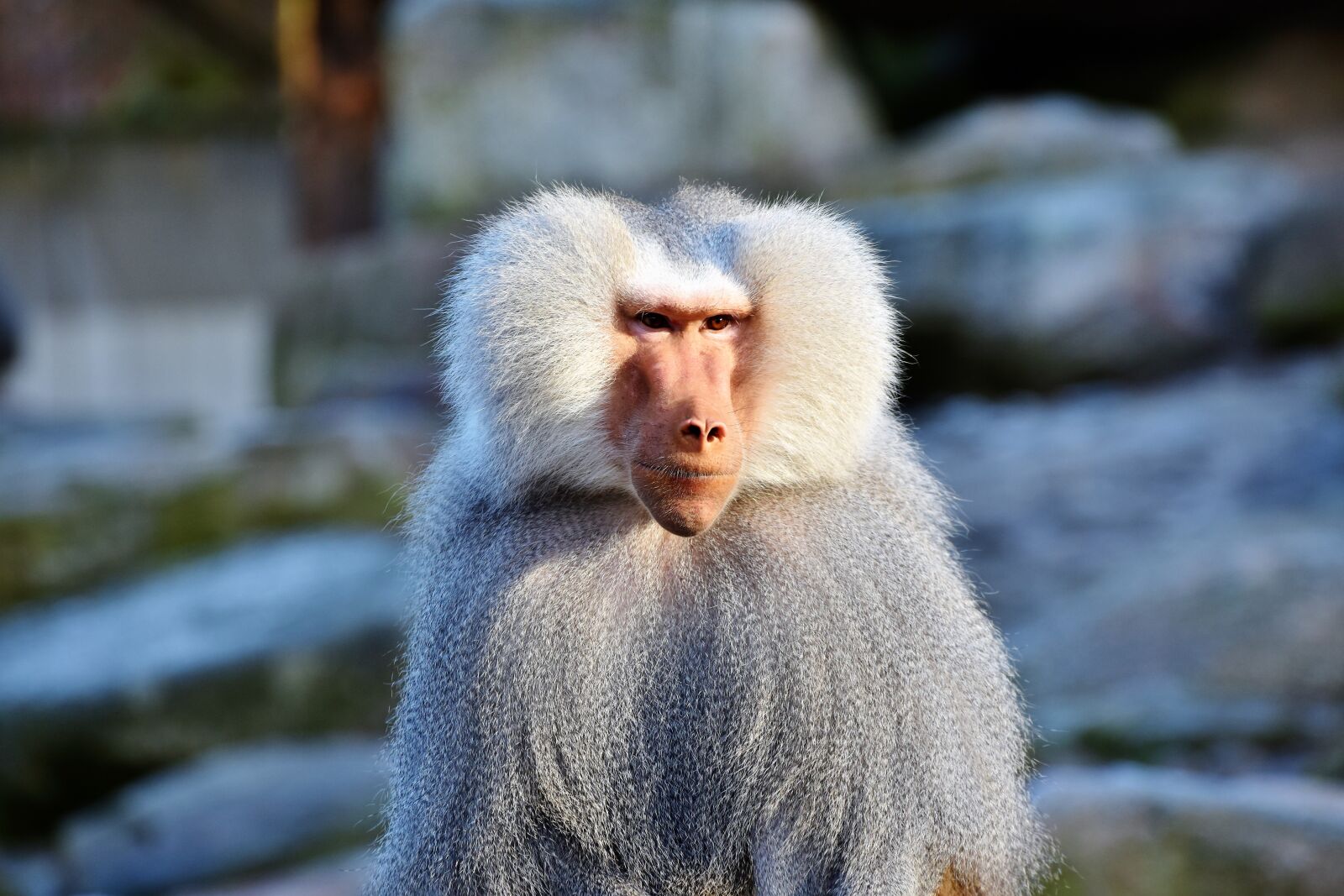 Nikon D7200 sample photo. Baboon, monkey, primate photography