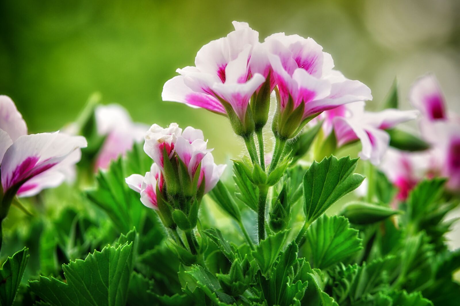 Sony a7 II + Sony FE 70-200mm F4 G OSS sample photo. Geranium, potted plant, balcony photography