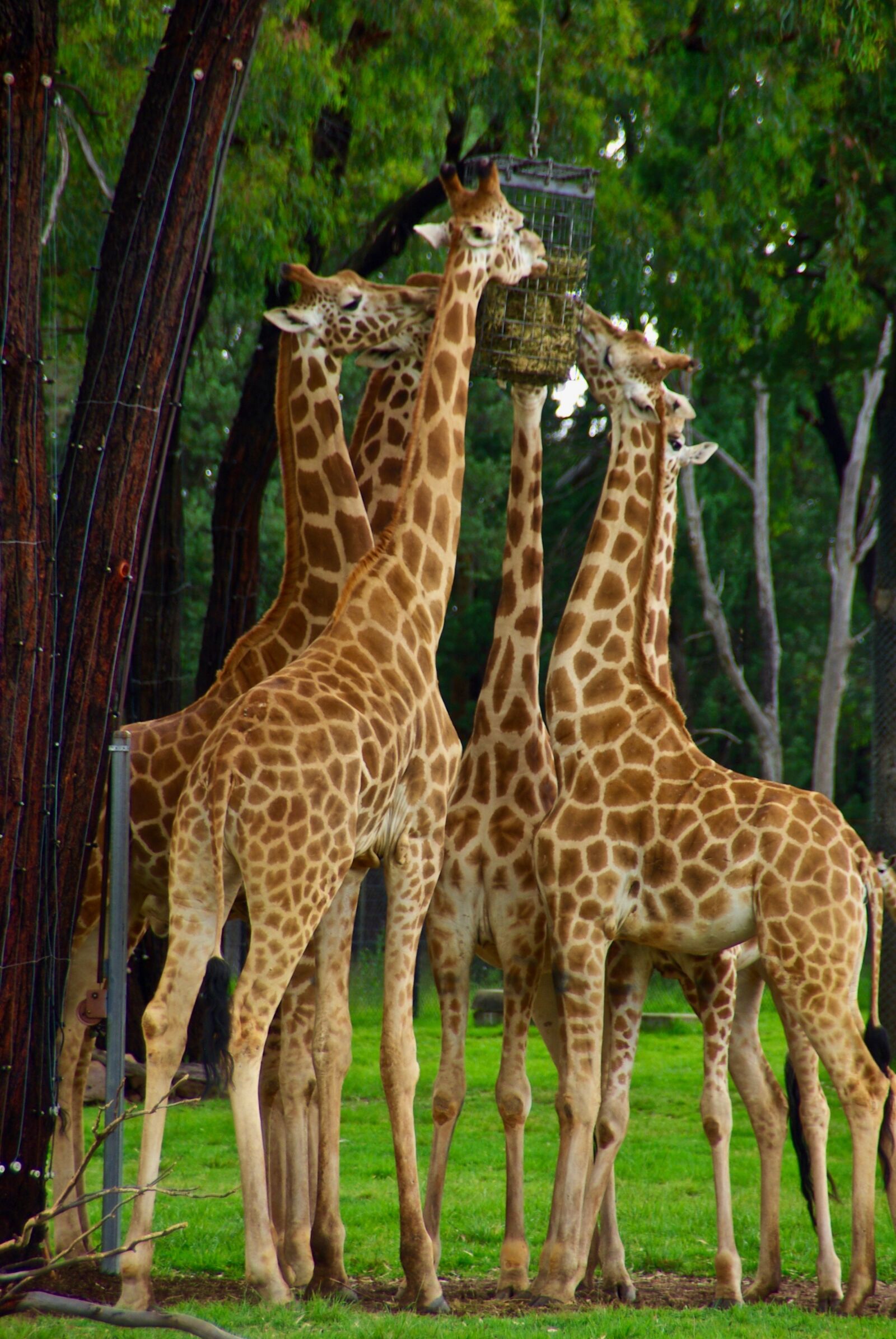 Pentax K10D sample photo. Giraffes, necks, africa photography