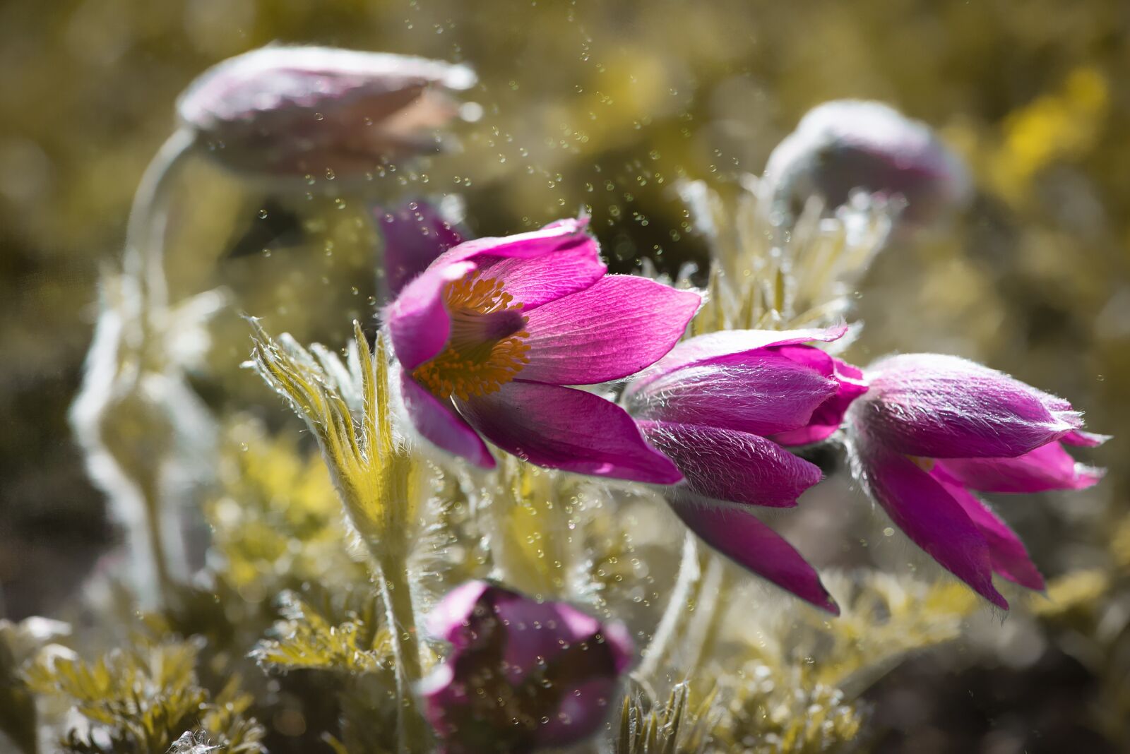 Nikon D750 sample photo. Anemone, flower, flowers photography