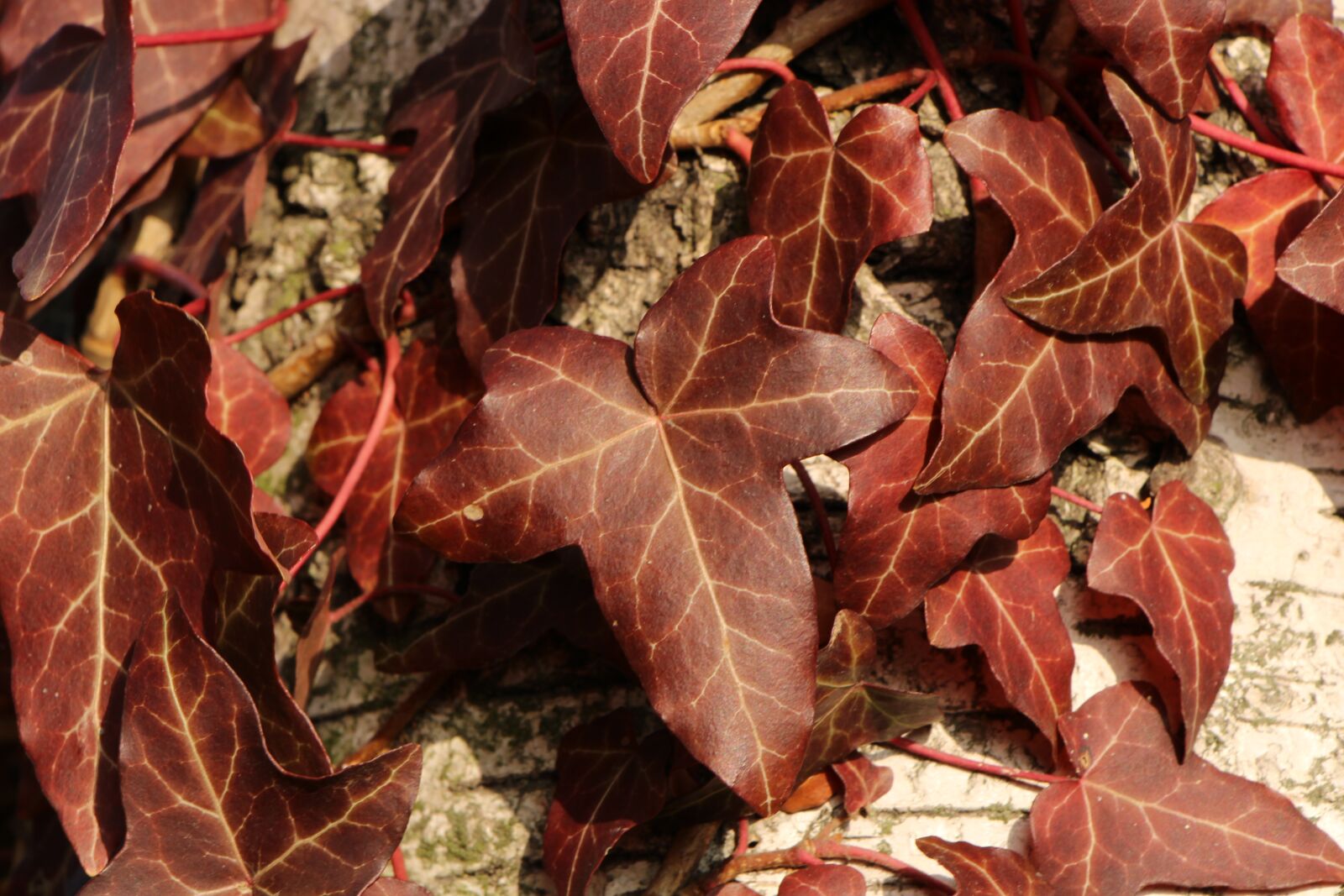 Canon EOS 2000D (EOS Rebel T7 / EOS Kiss X90 / EOS 1500D) sample photo. Leaf, dark red, wood photography