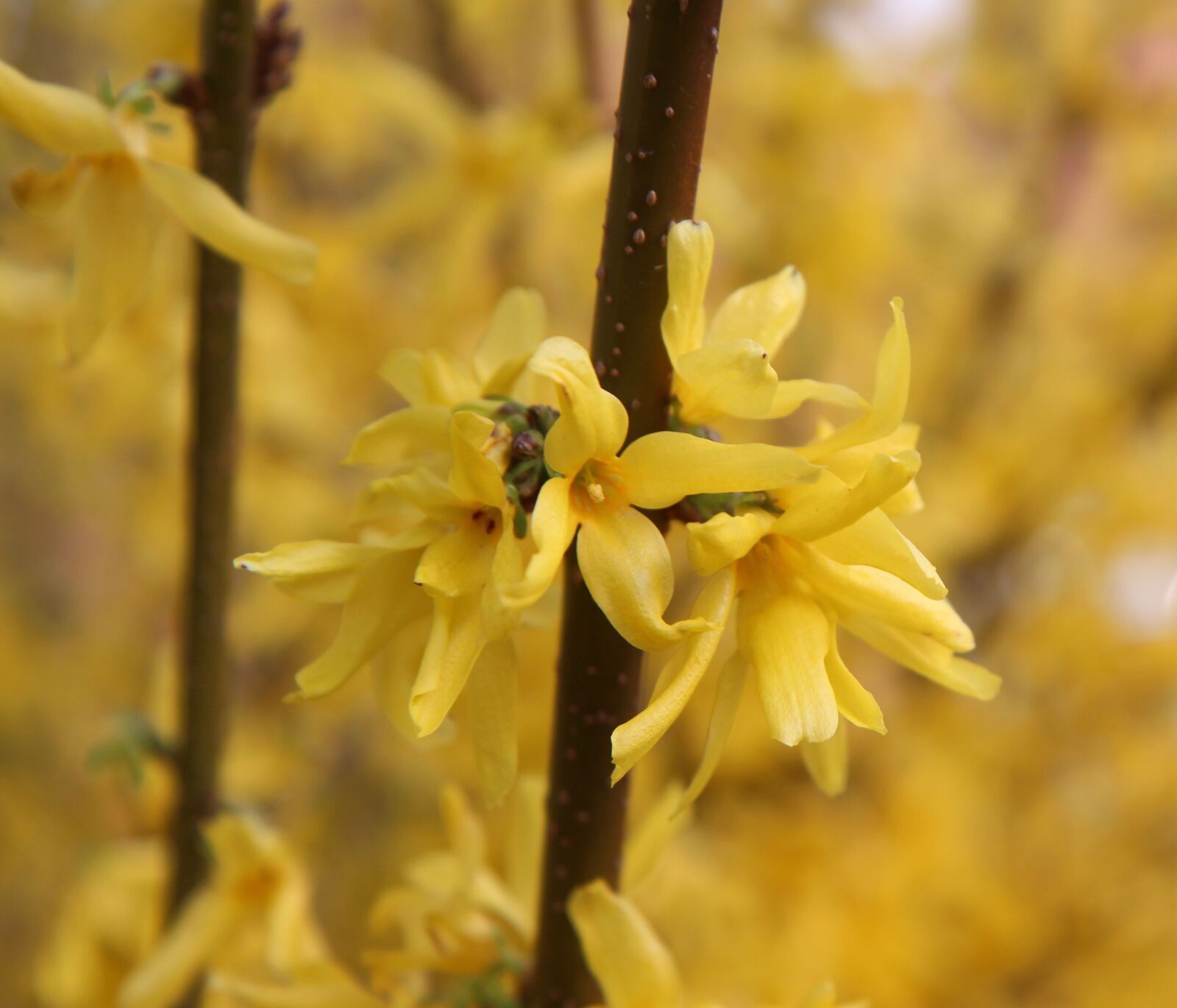 Canon EOS 600D (Rebel EOS T3i / EOS Kiss X5) sample photo. Forsythia, spring, yellow flower photography