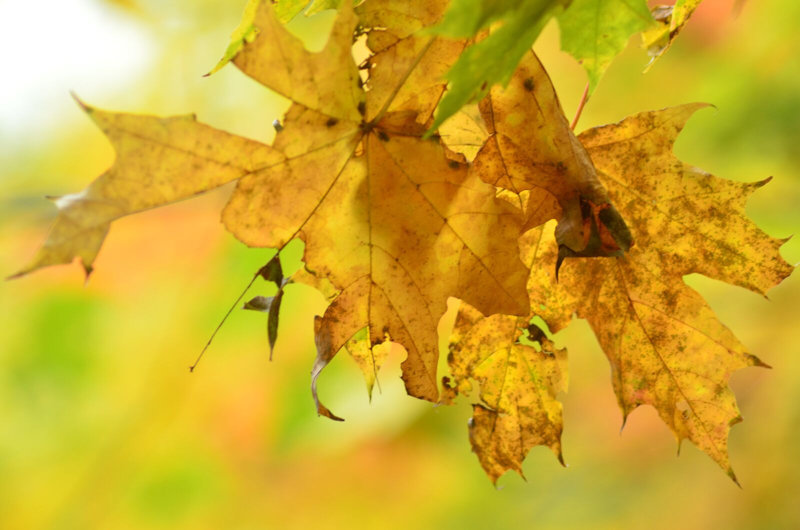 Nikon D7000 sample photo. Leaves, autumn, trees photography