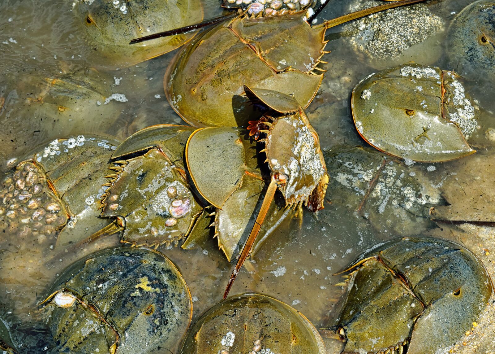 Nikon D3300 sample photo. Horseshoe crabs, crustaceans, crab photography